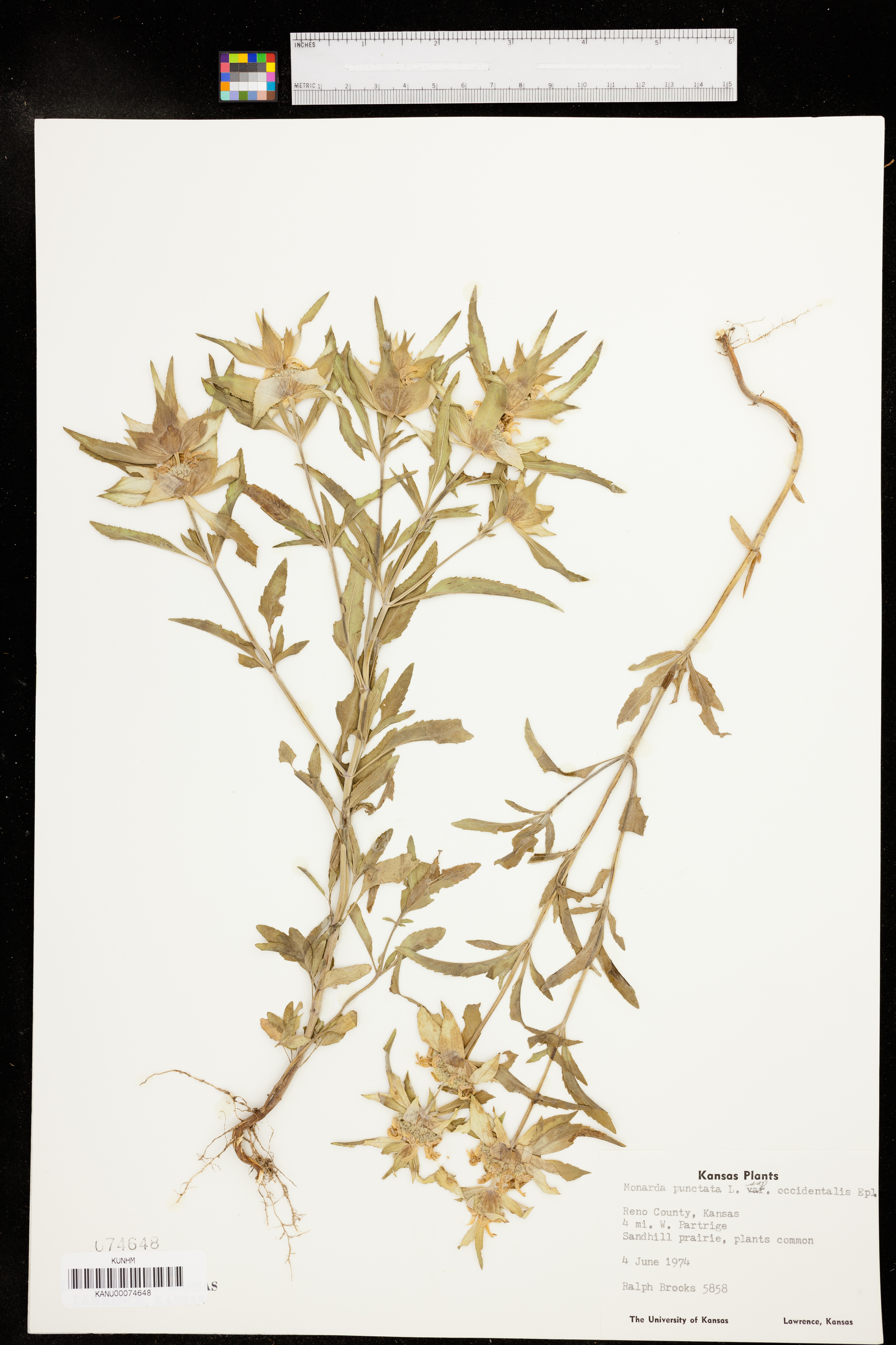 Monarda punctata var. occidentalis image