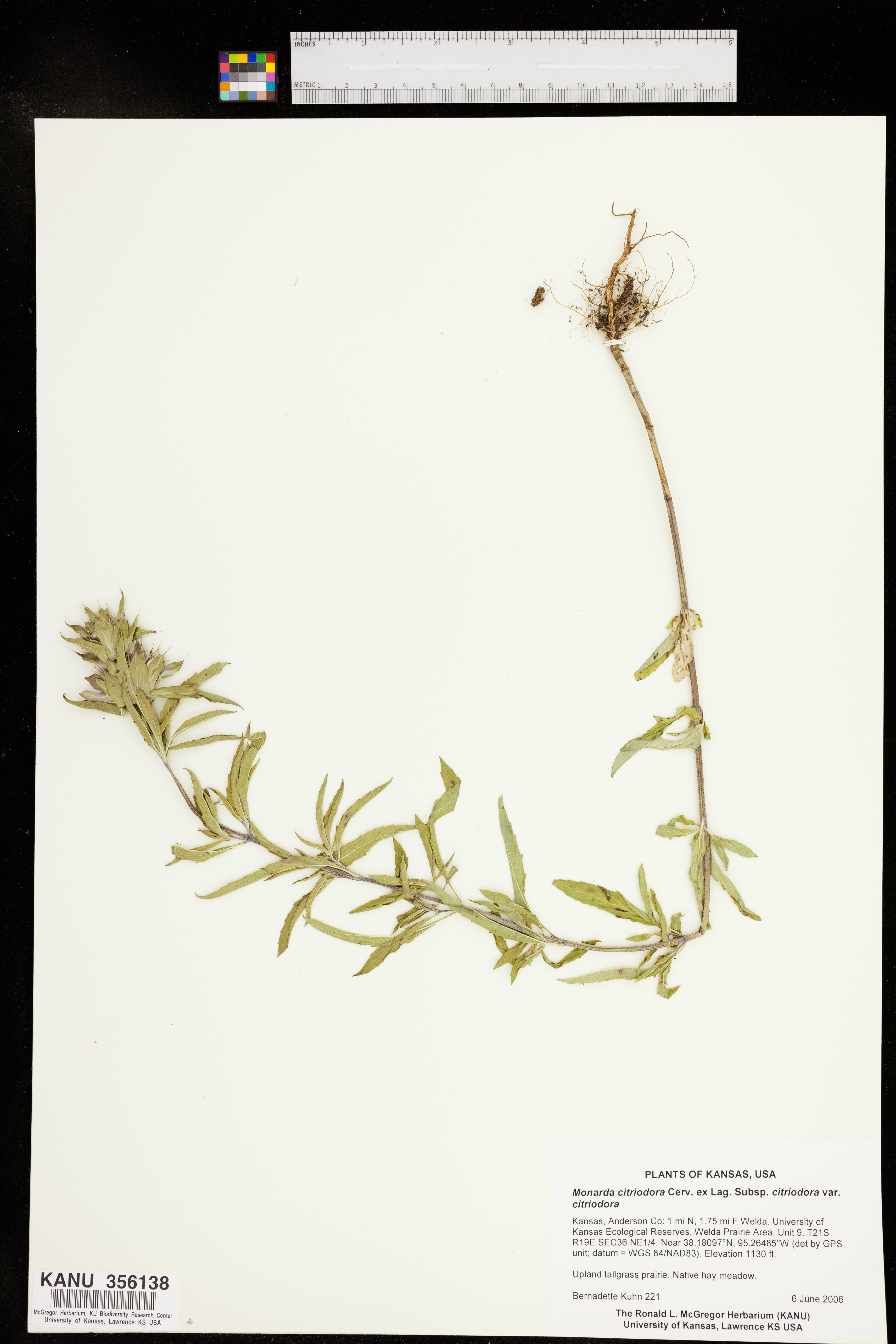 Monarda citriodora var. citriodora image