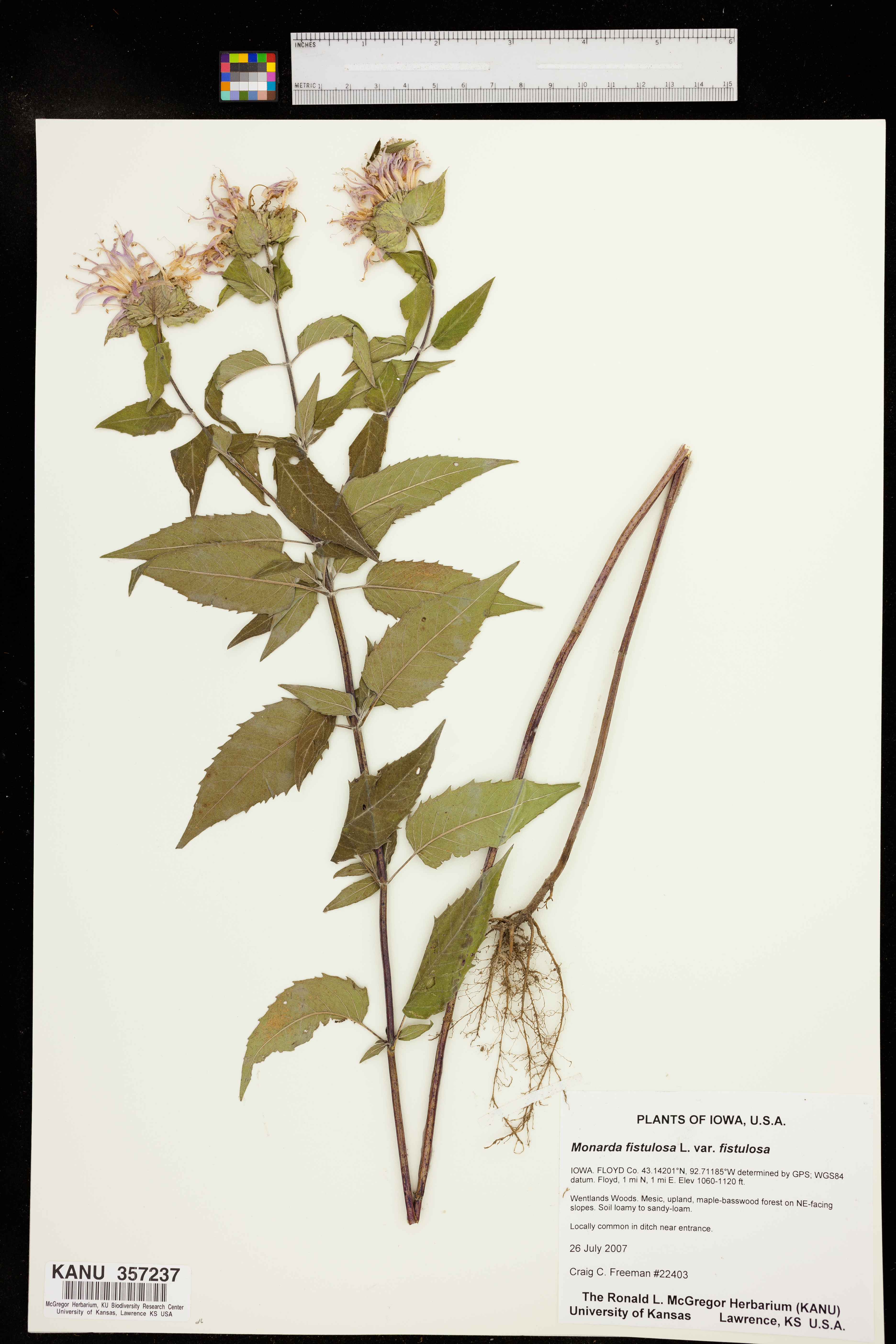 Monarda fistulosa var. fistulosa image