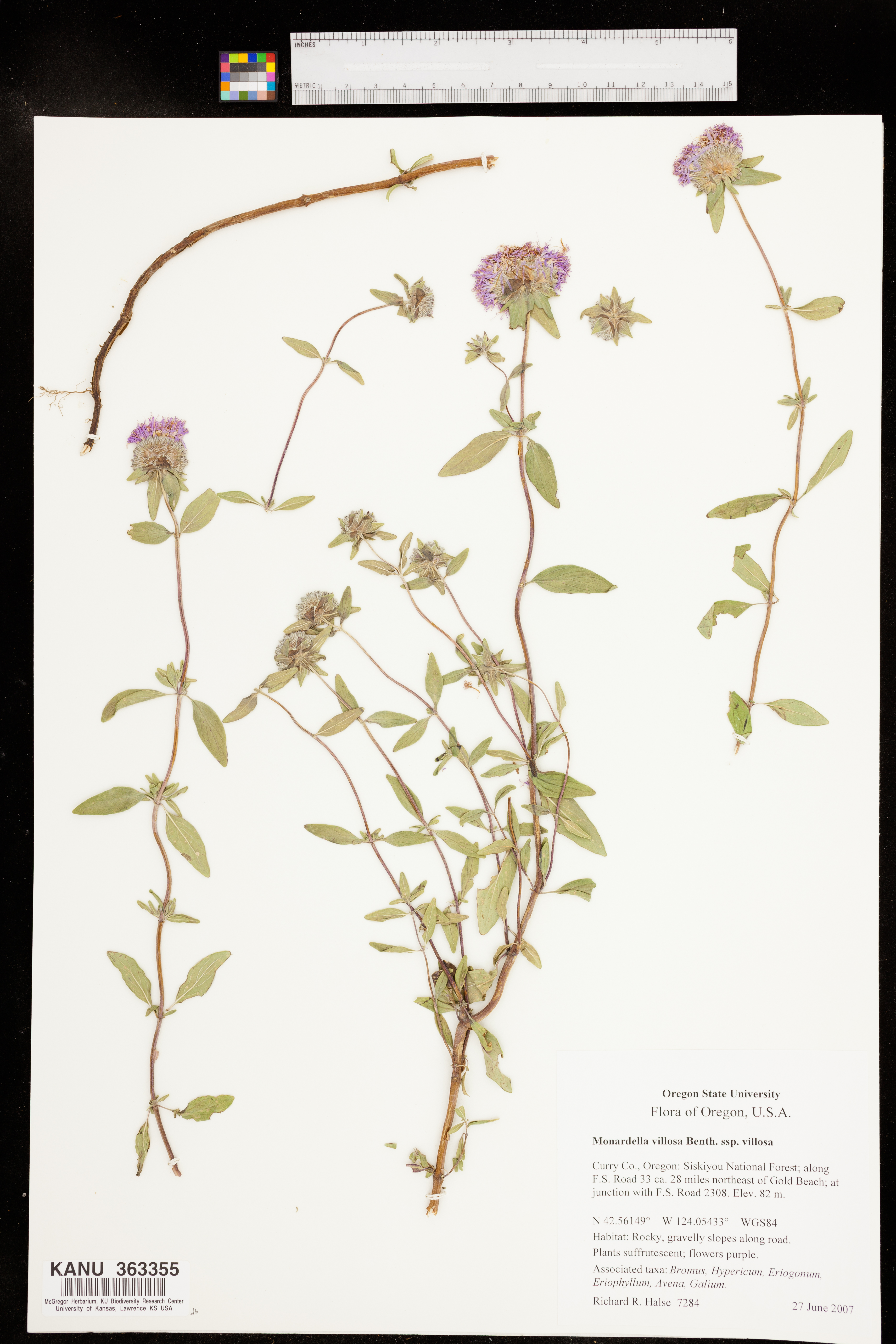 Monardella villosa image