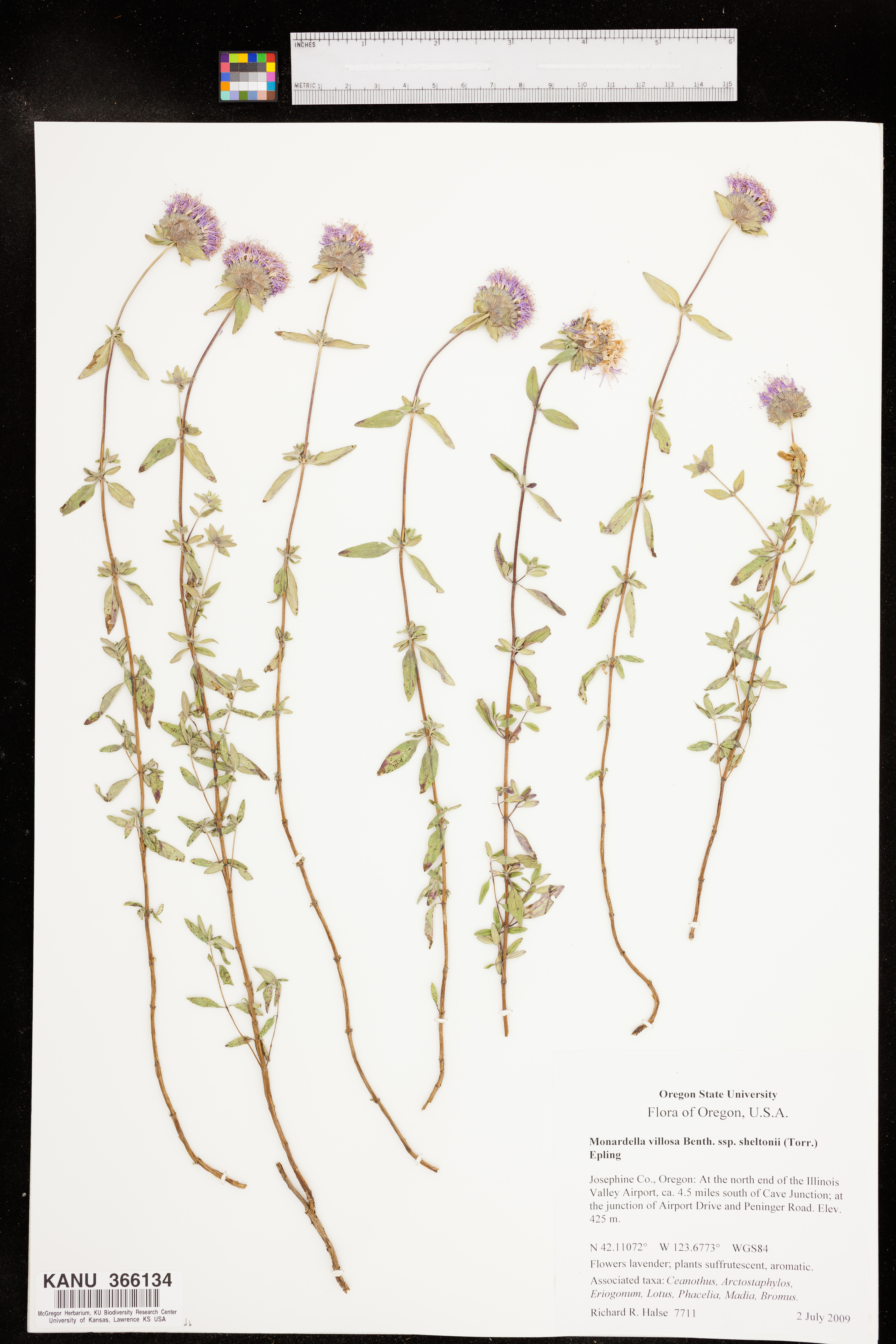 Monardella villosa subsp. sheltonii image