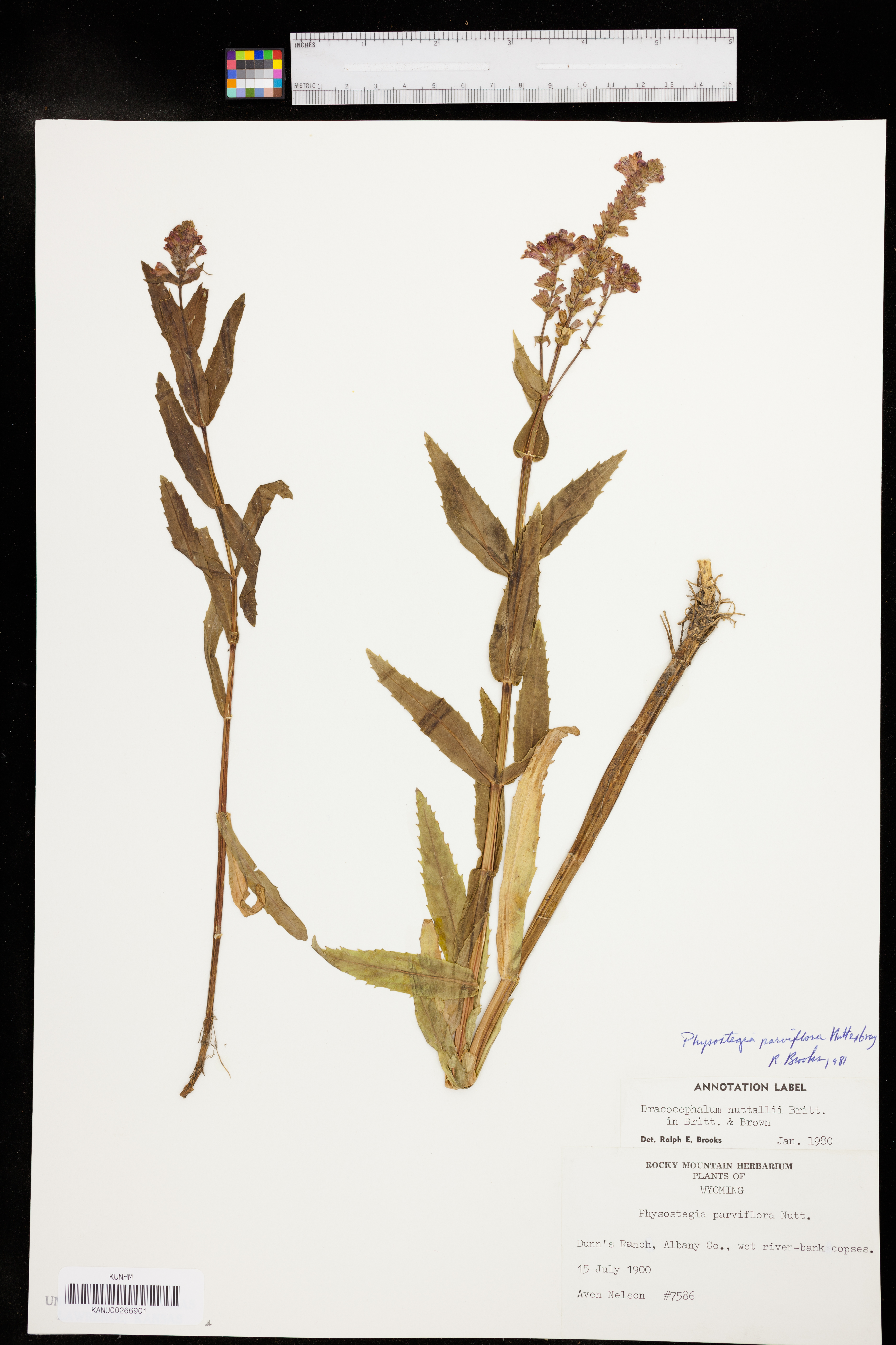 Physostegia parviflora image