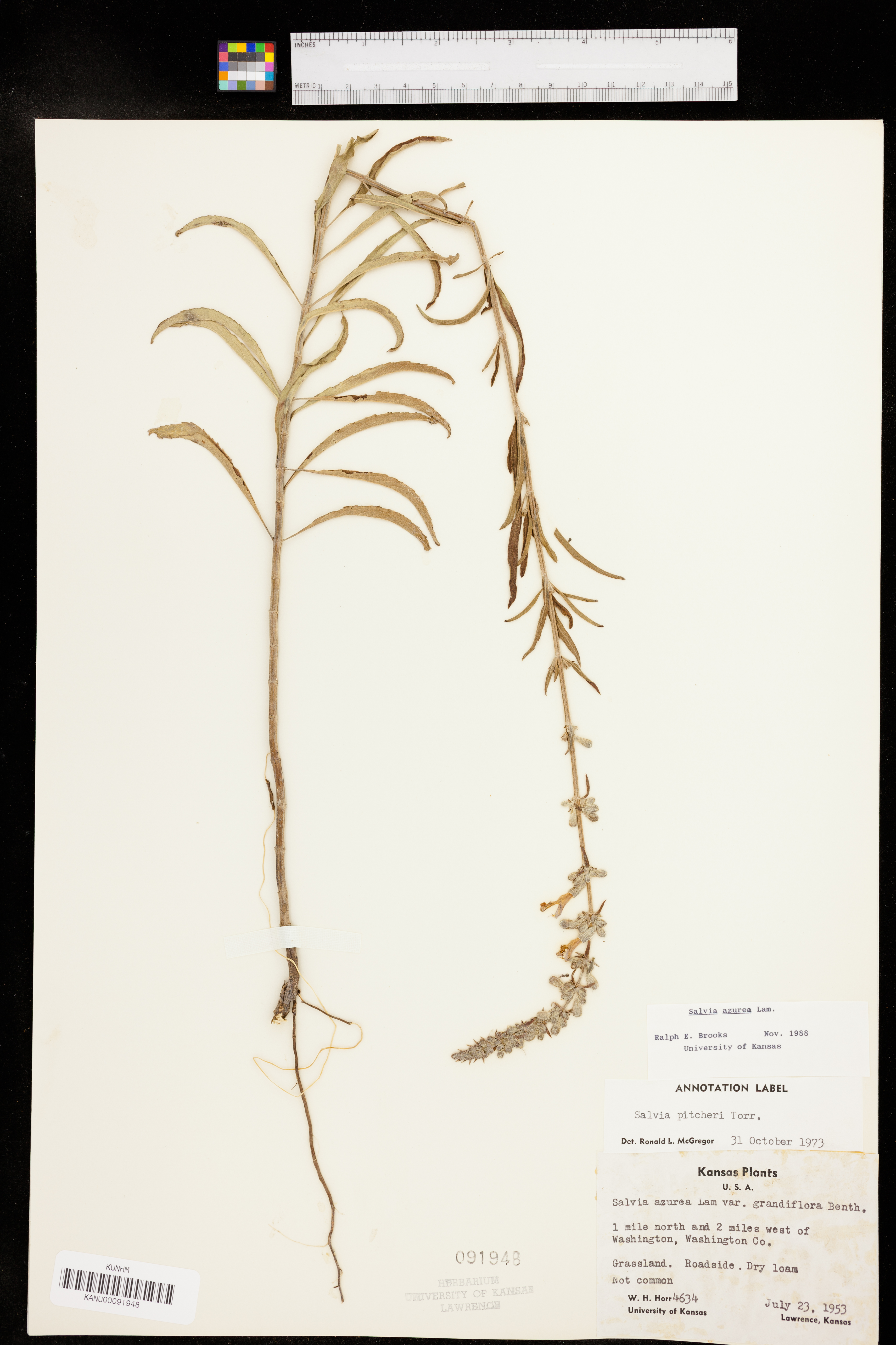 Salvia azurea var. grandiflora image