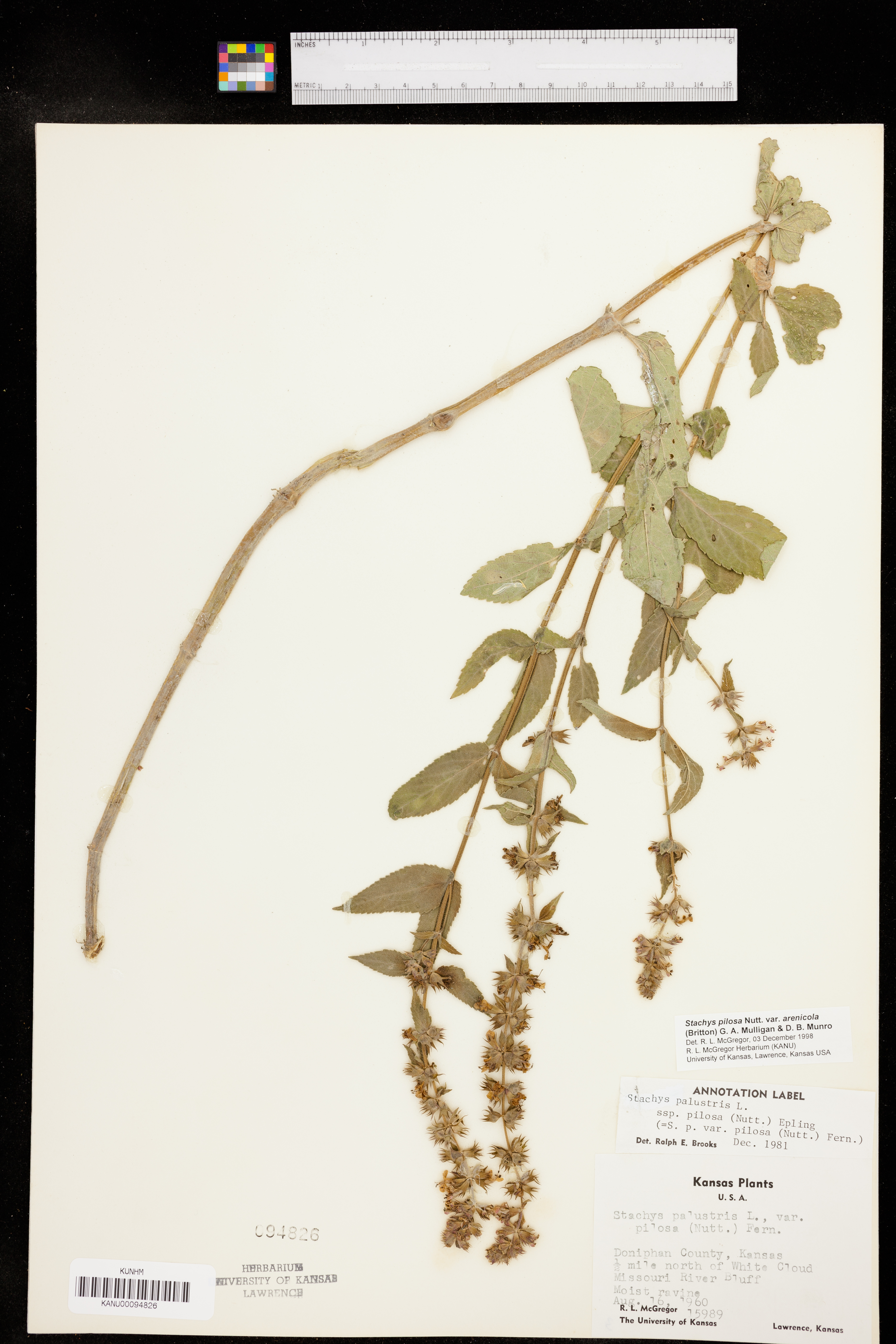 Stachys pilosa var. arenicola image