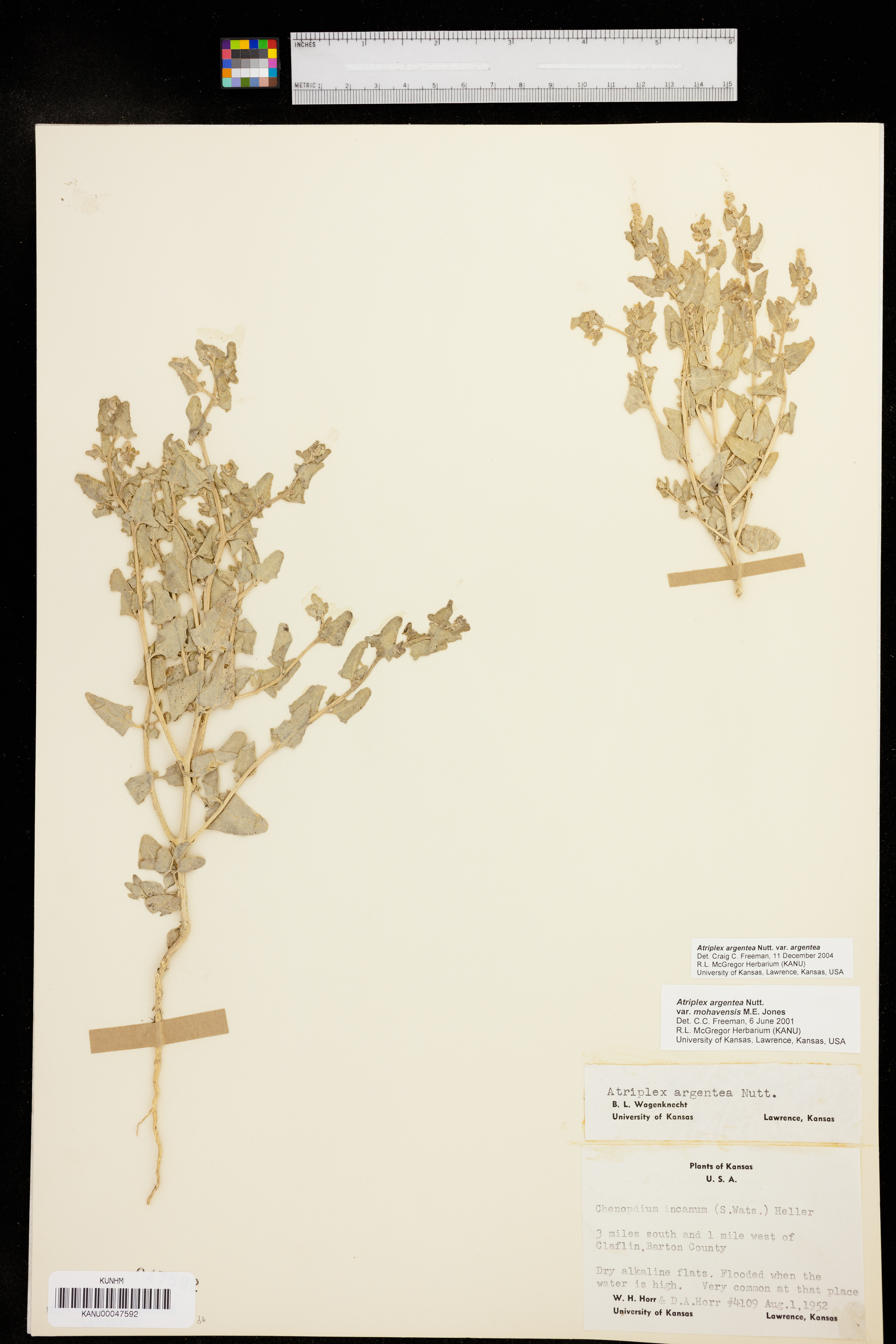 Atriplex argentea var. argentea image