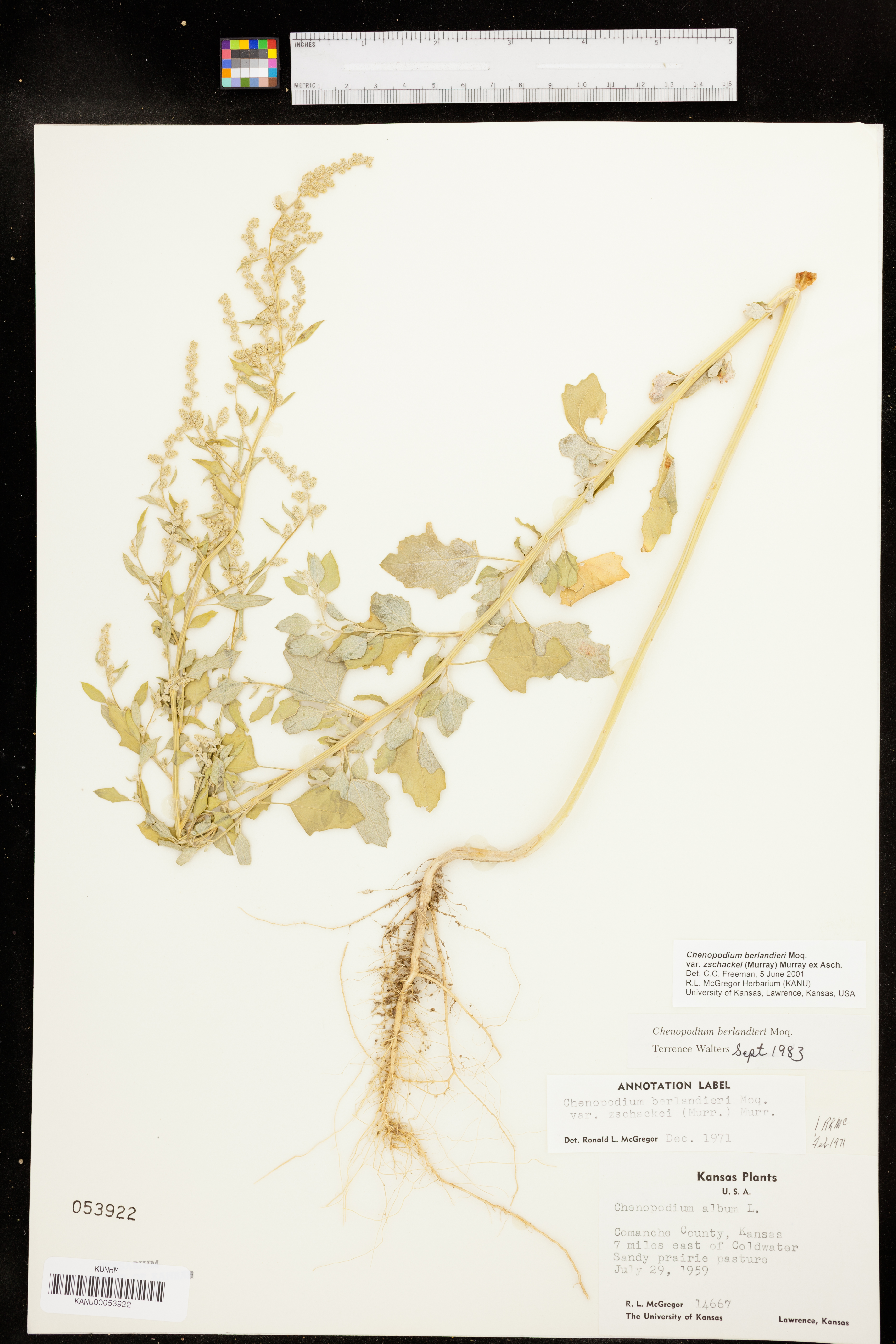 Chenopodium berlandieri var. zschackei image