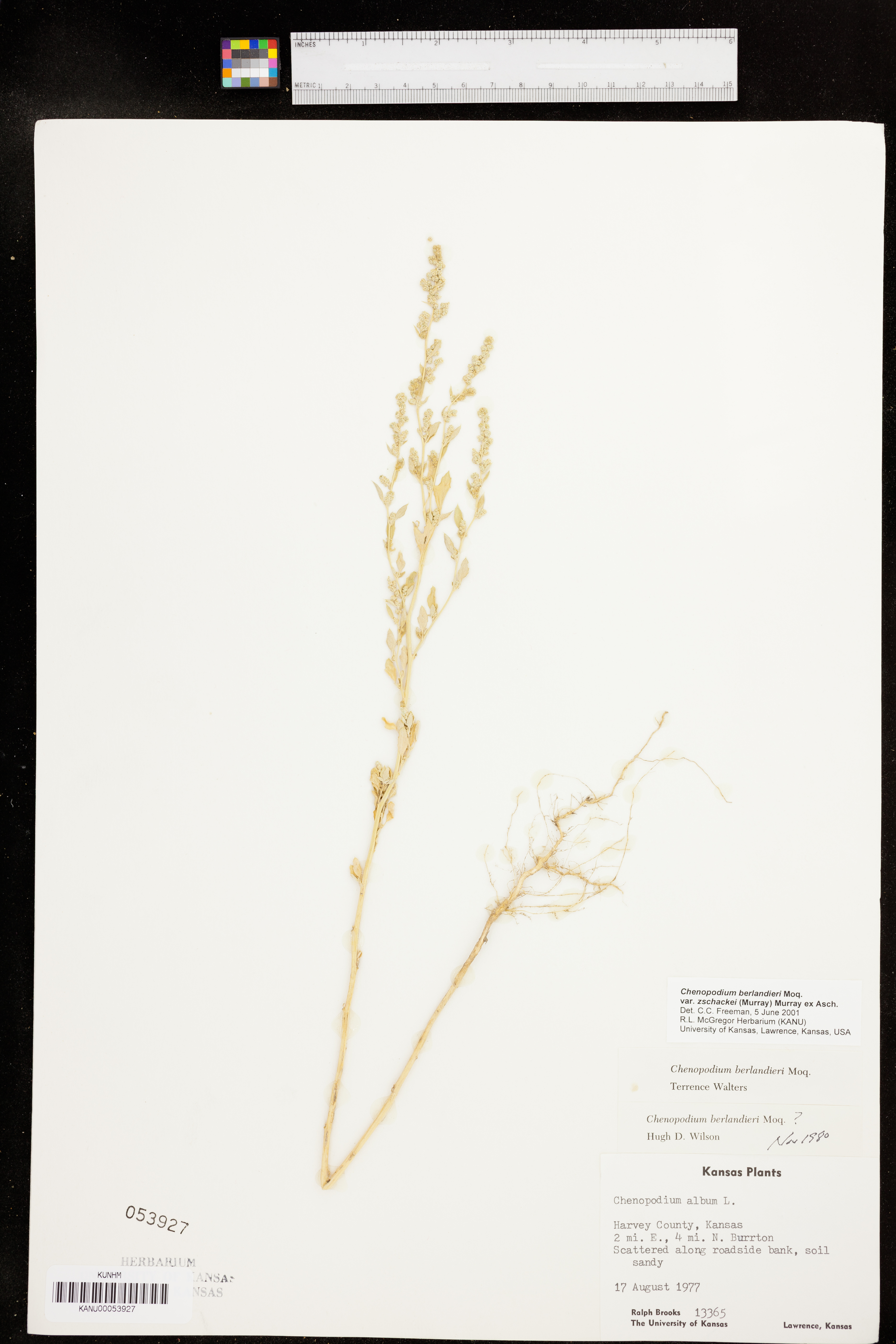 Chenopodium berlandieri var. zschackei image