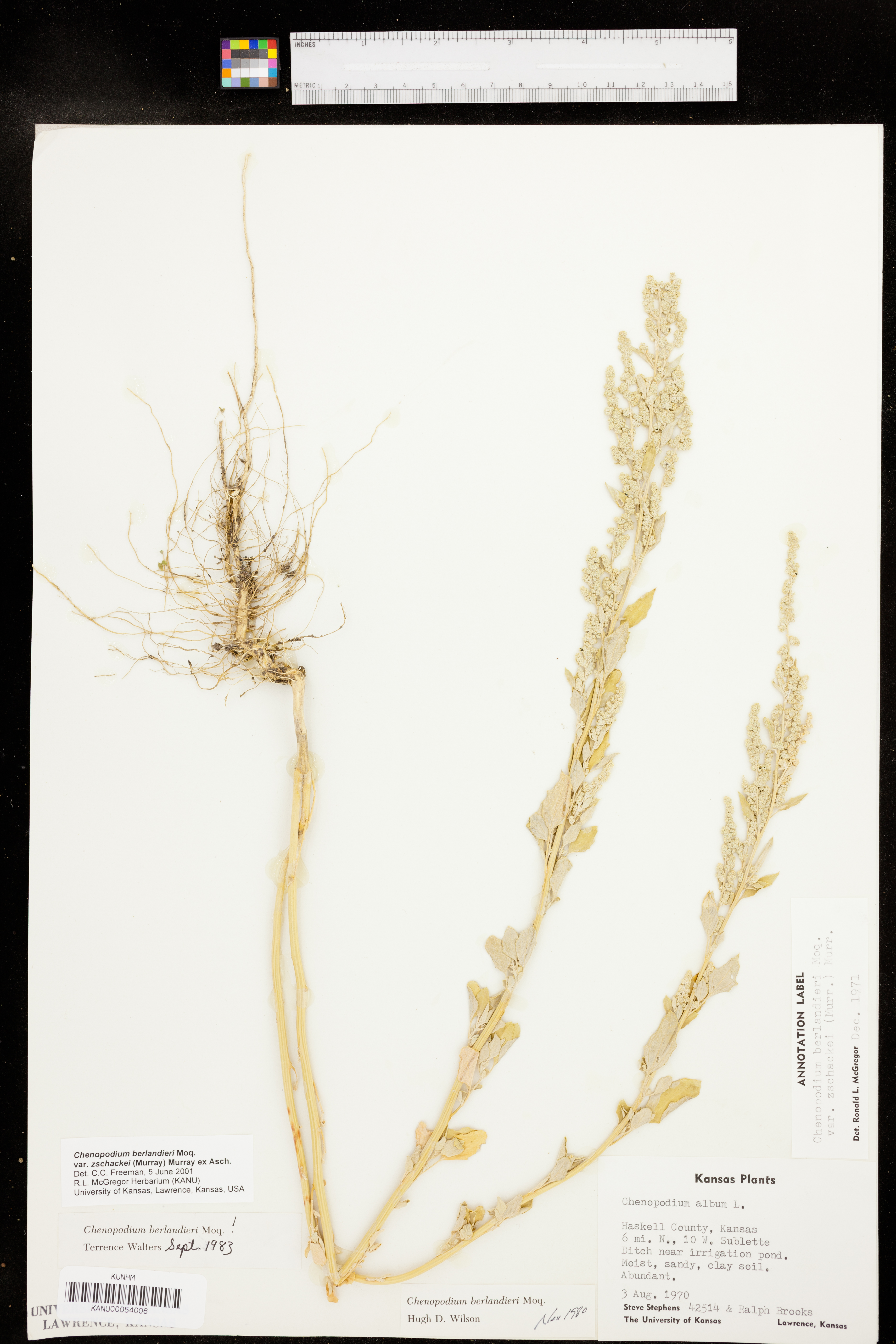 Chenopodium berlandieri var. zschackei image