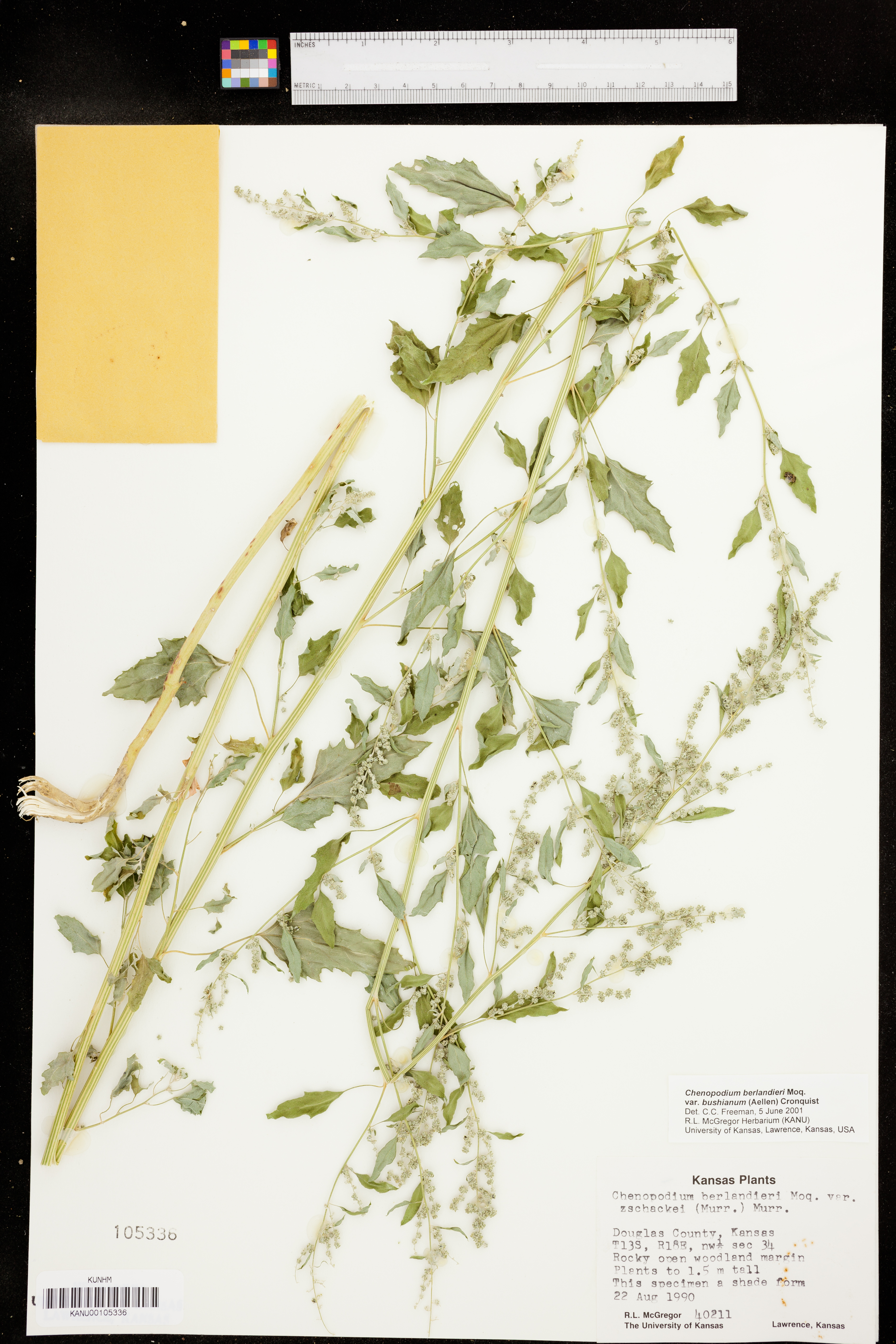 Chenopodium berlandieri var. bushianum image