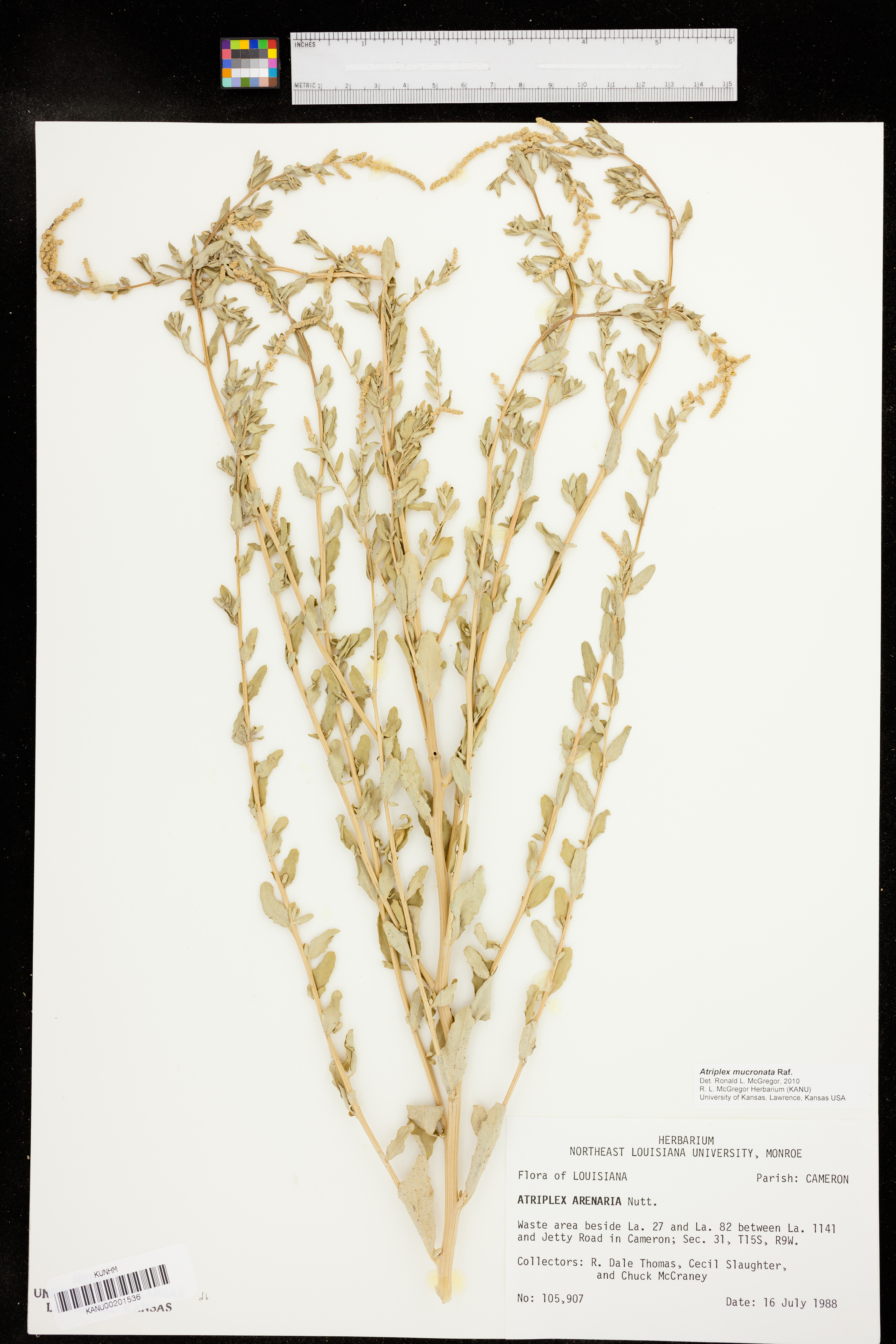 Atriplex mucronata image