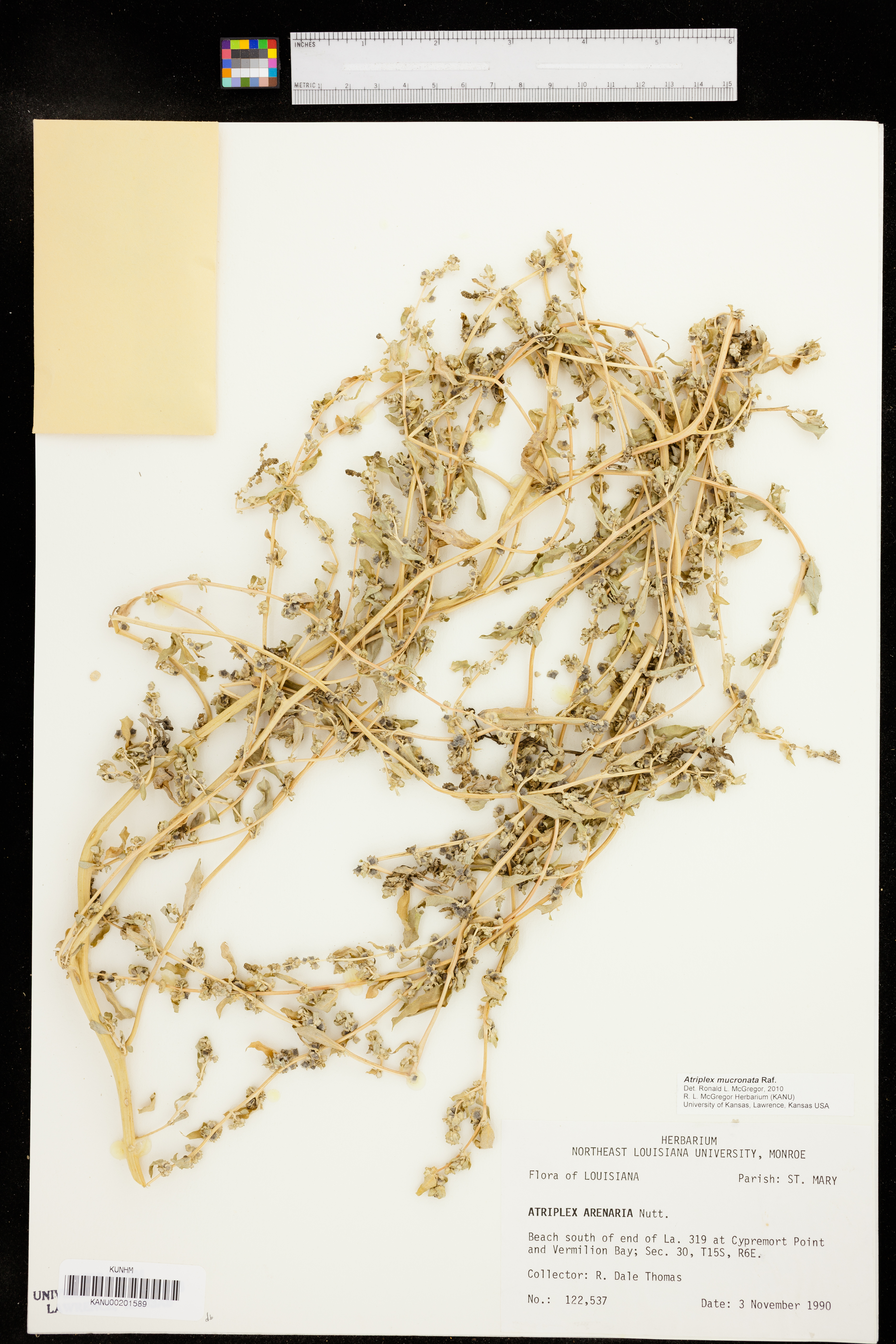 Atriplex mucronata image