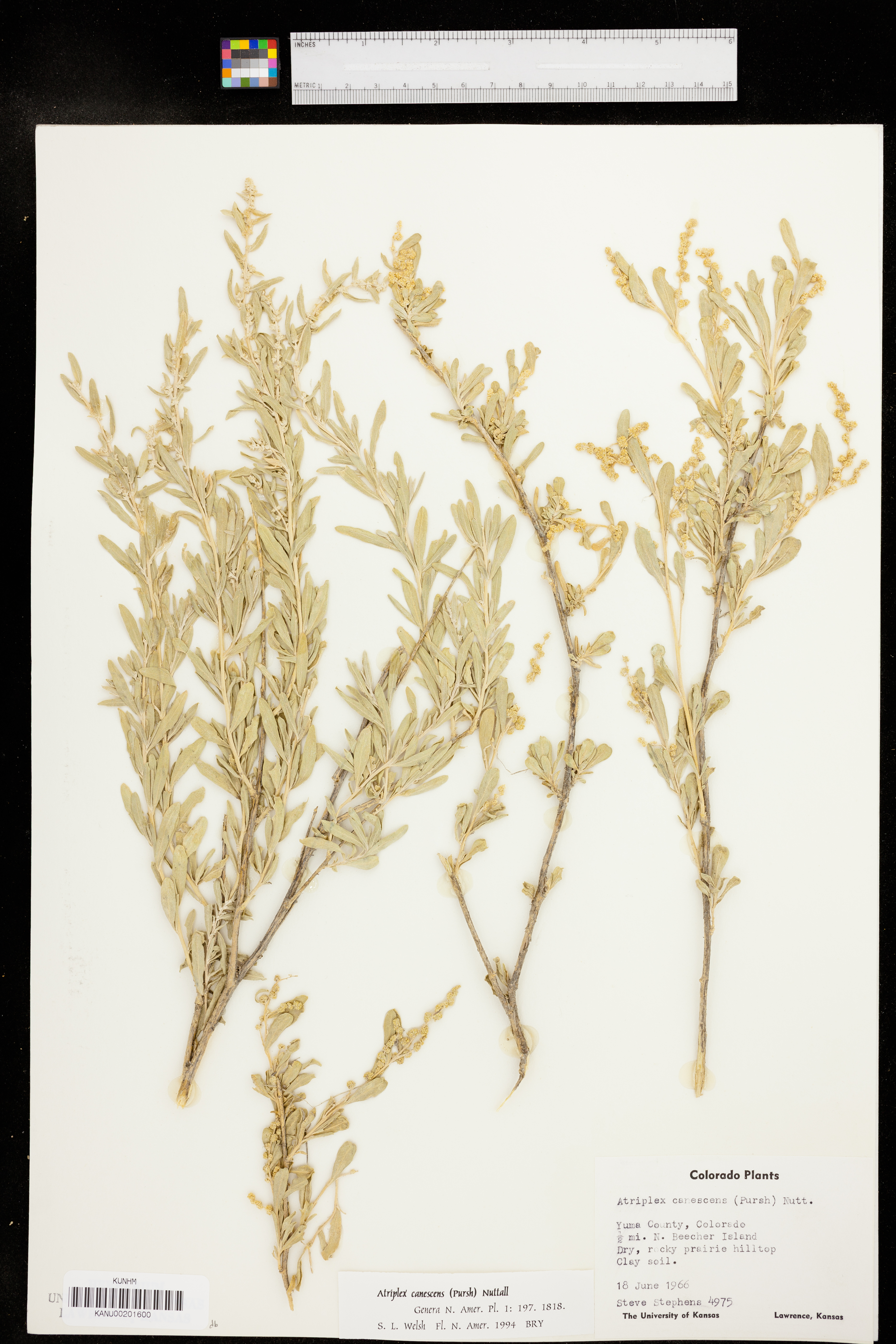 Atriplex canescens image