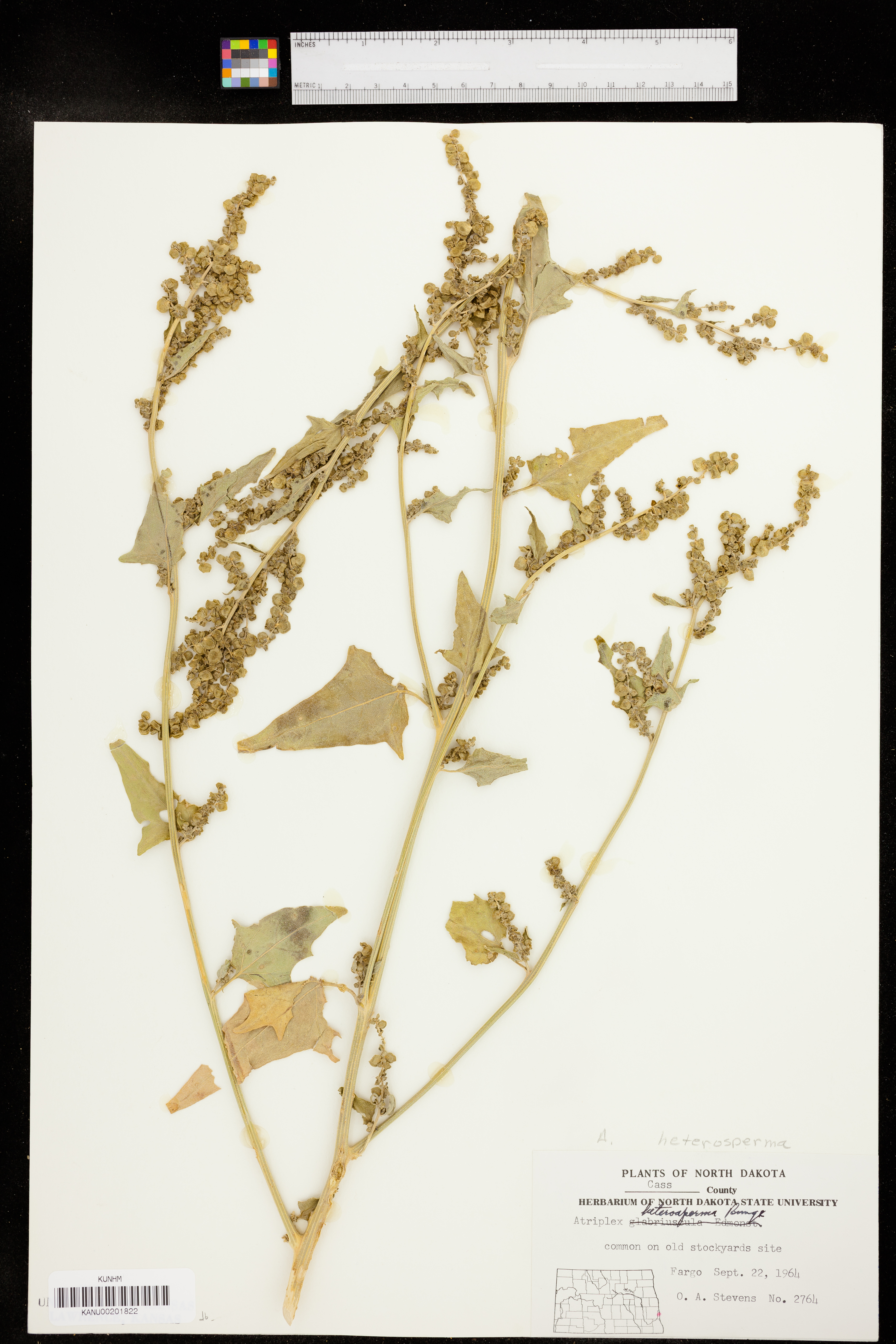 Atriplex heterosperma image