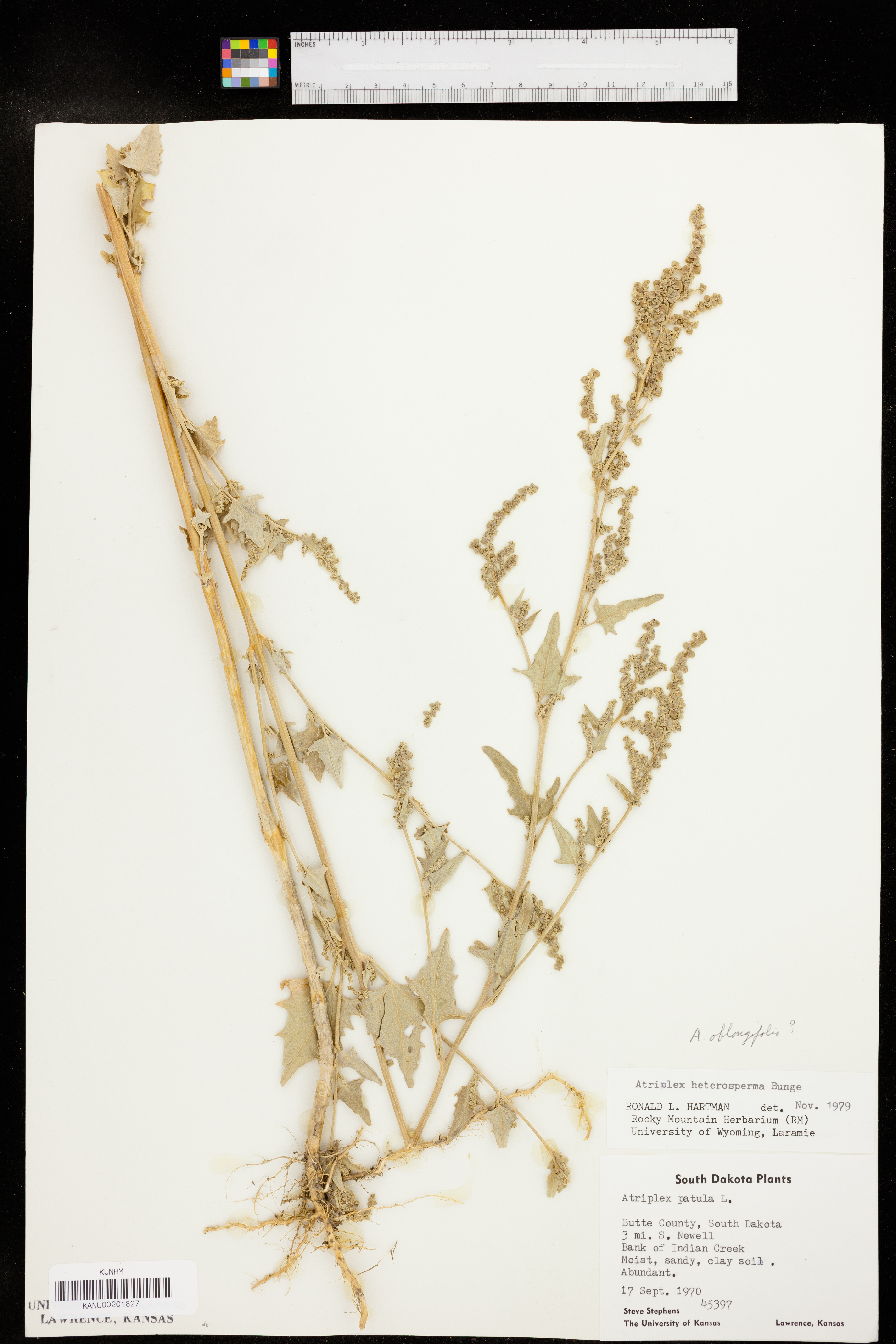 Atriplex oblongifolia image