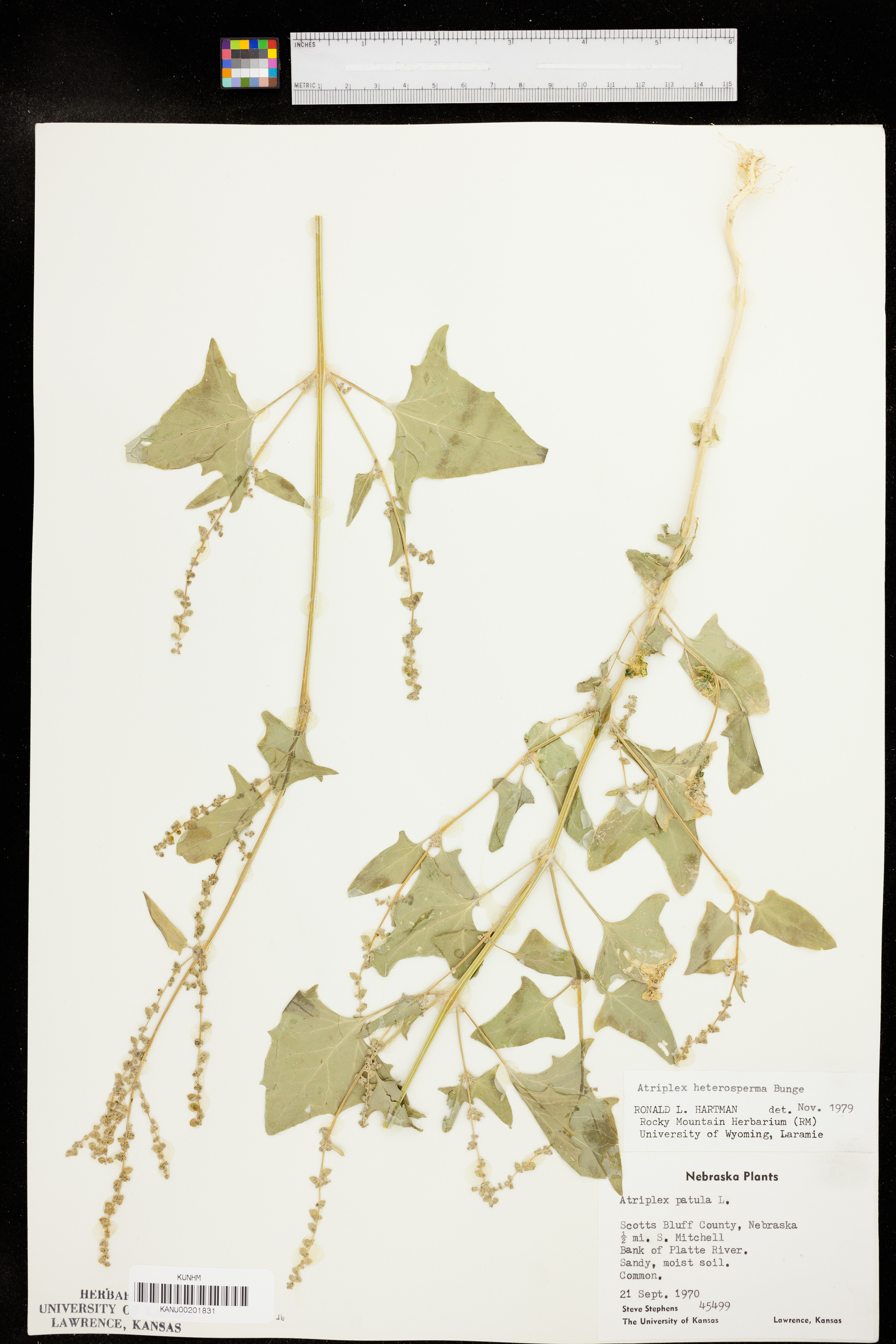 Atriplex heterosperma image