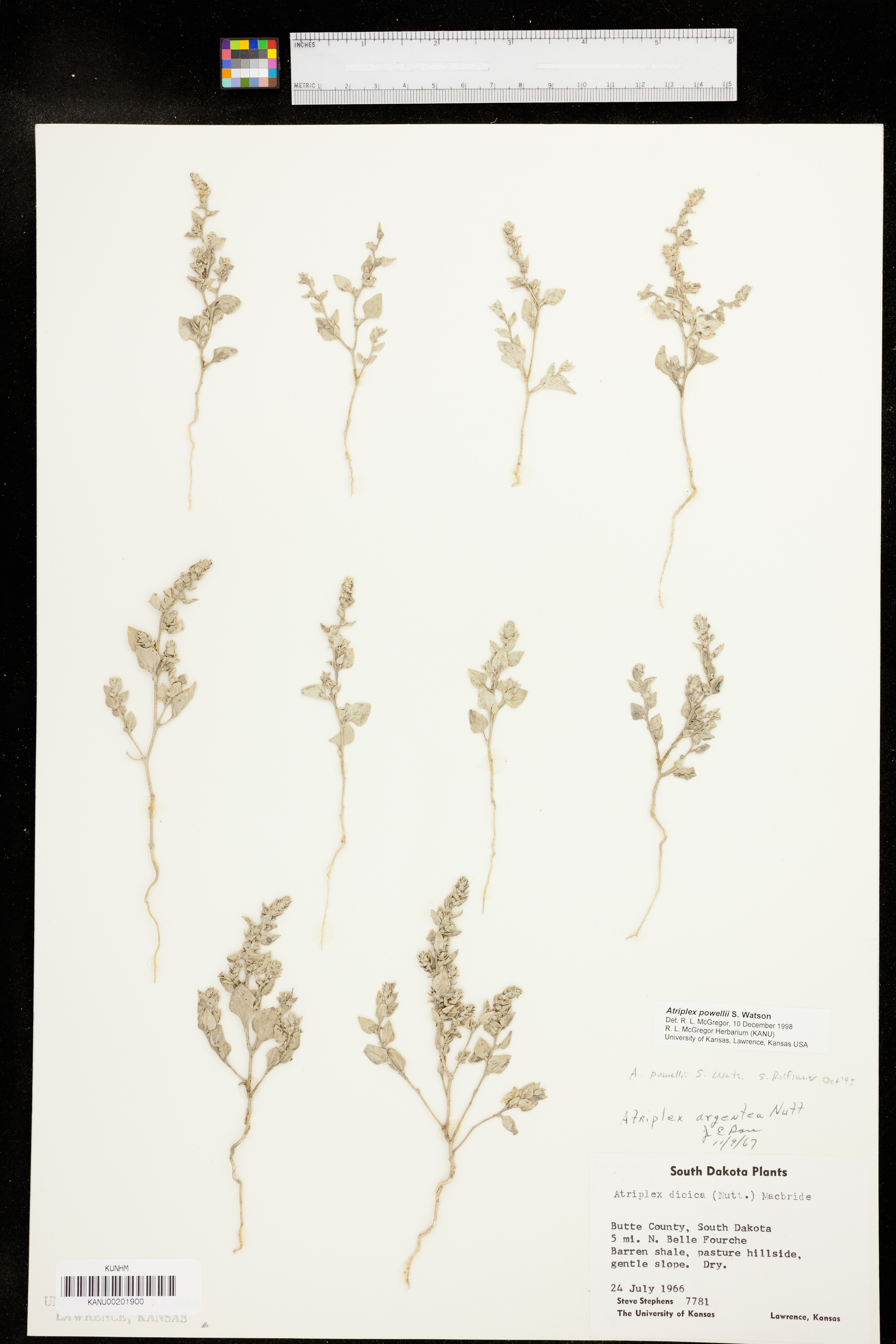Atriplex powellii image