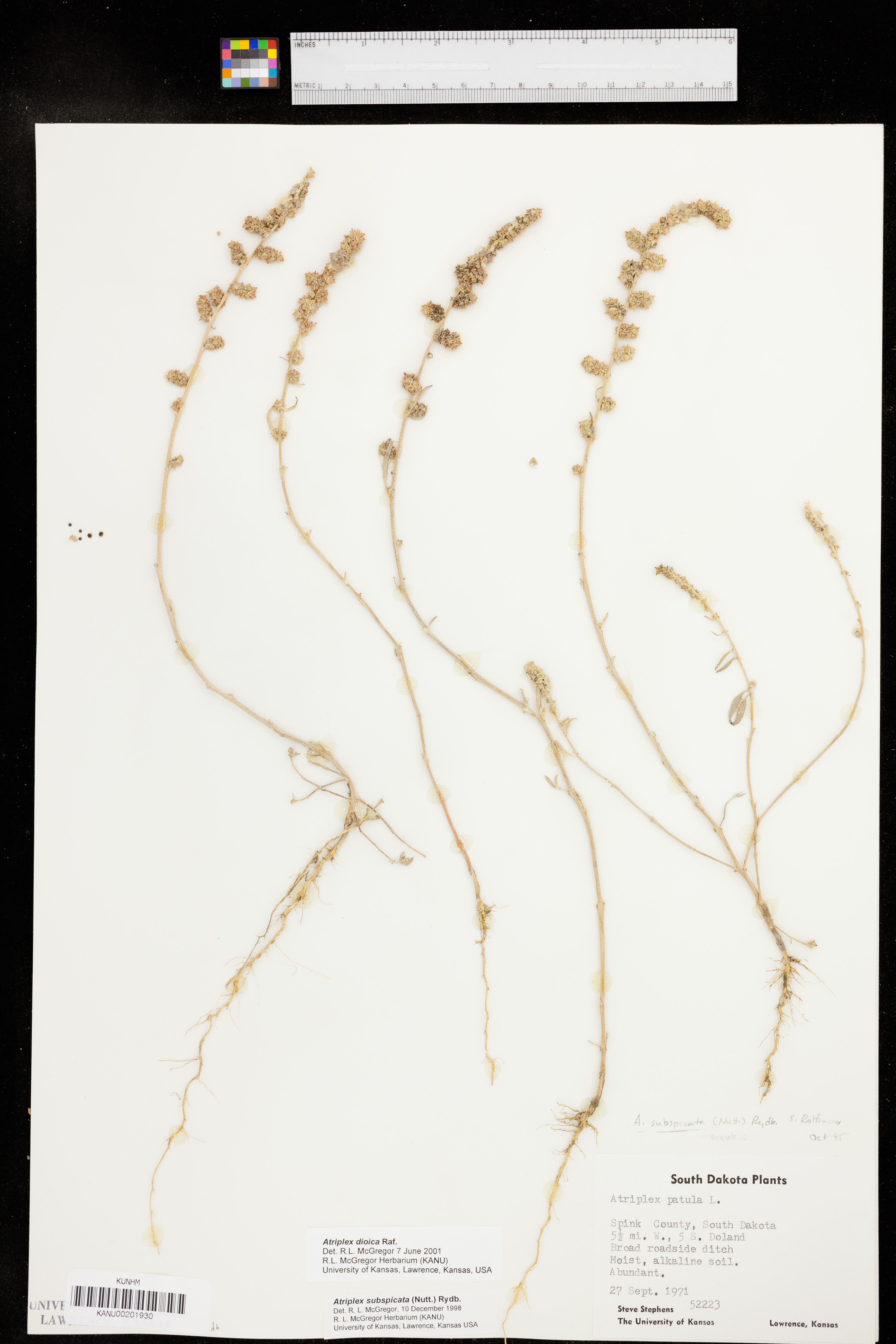 Atriplex dioica image