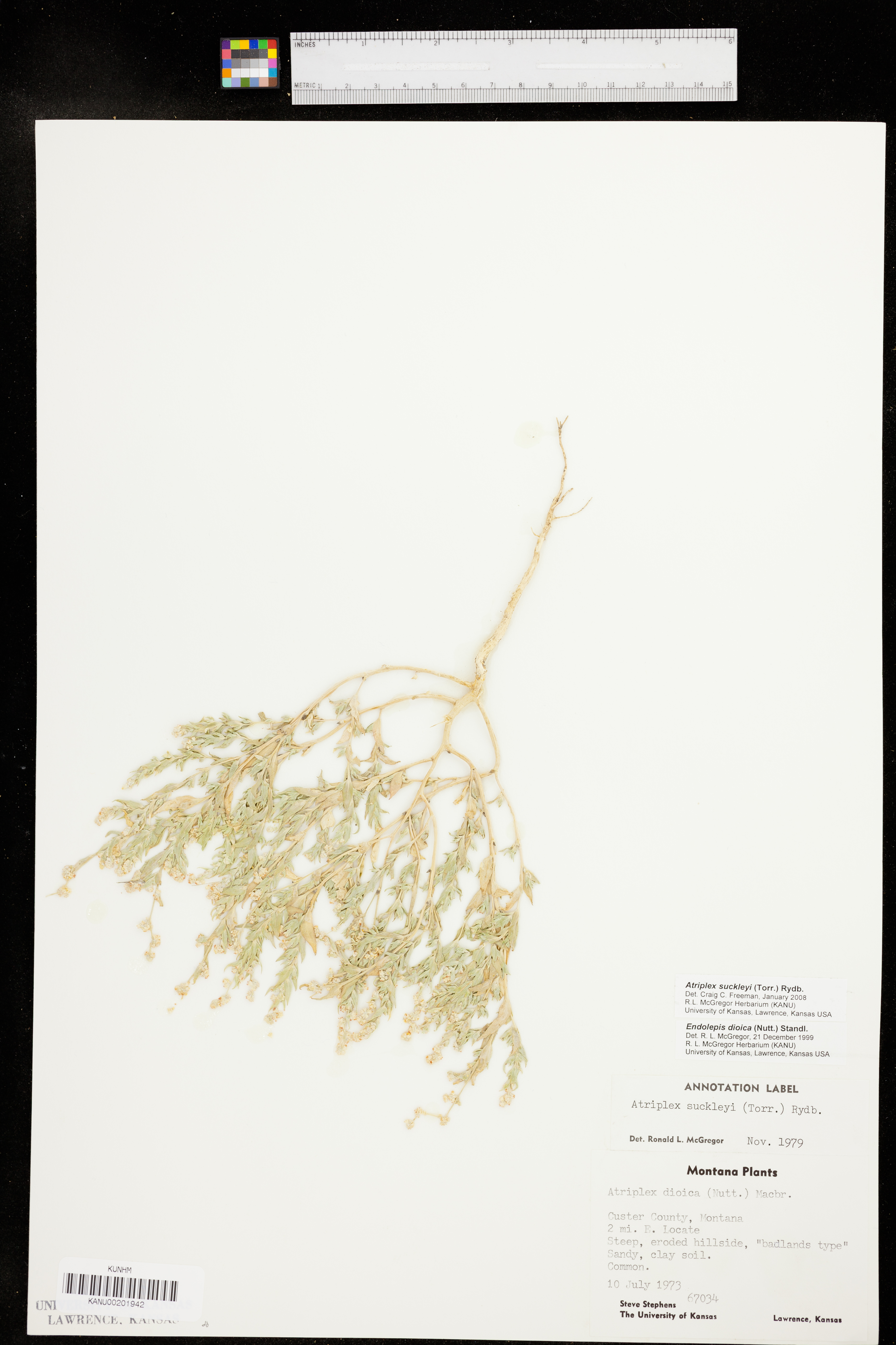 Atriplex suckleyi image