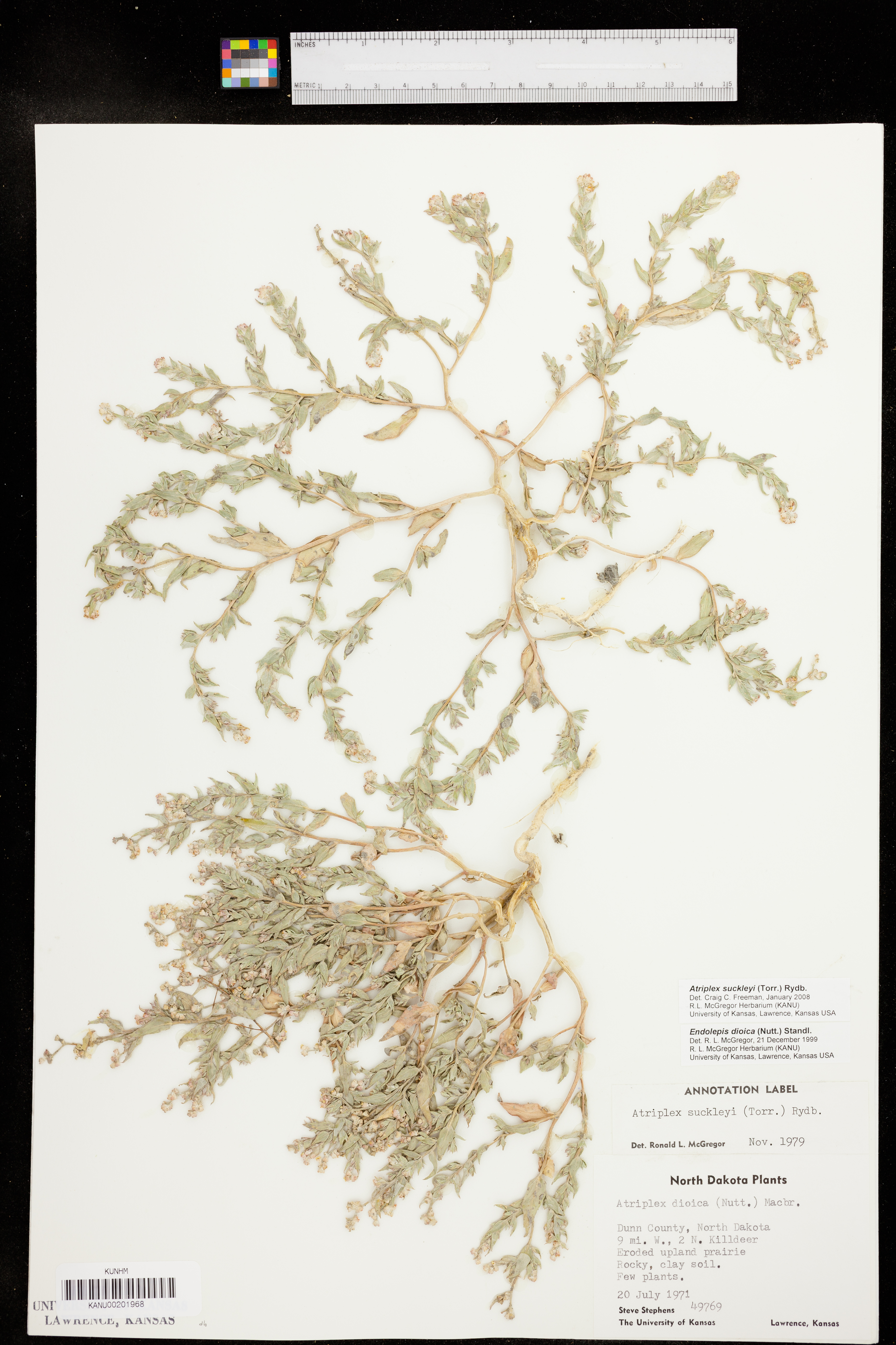 Atriplex suckleyi image