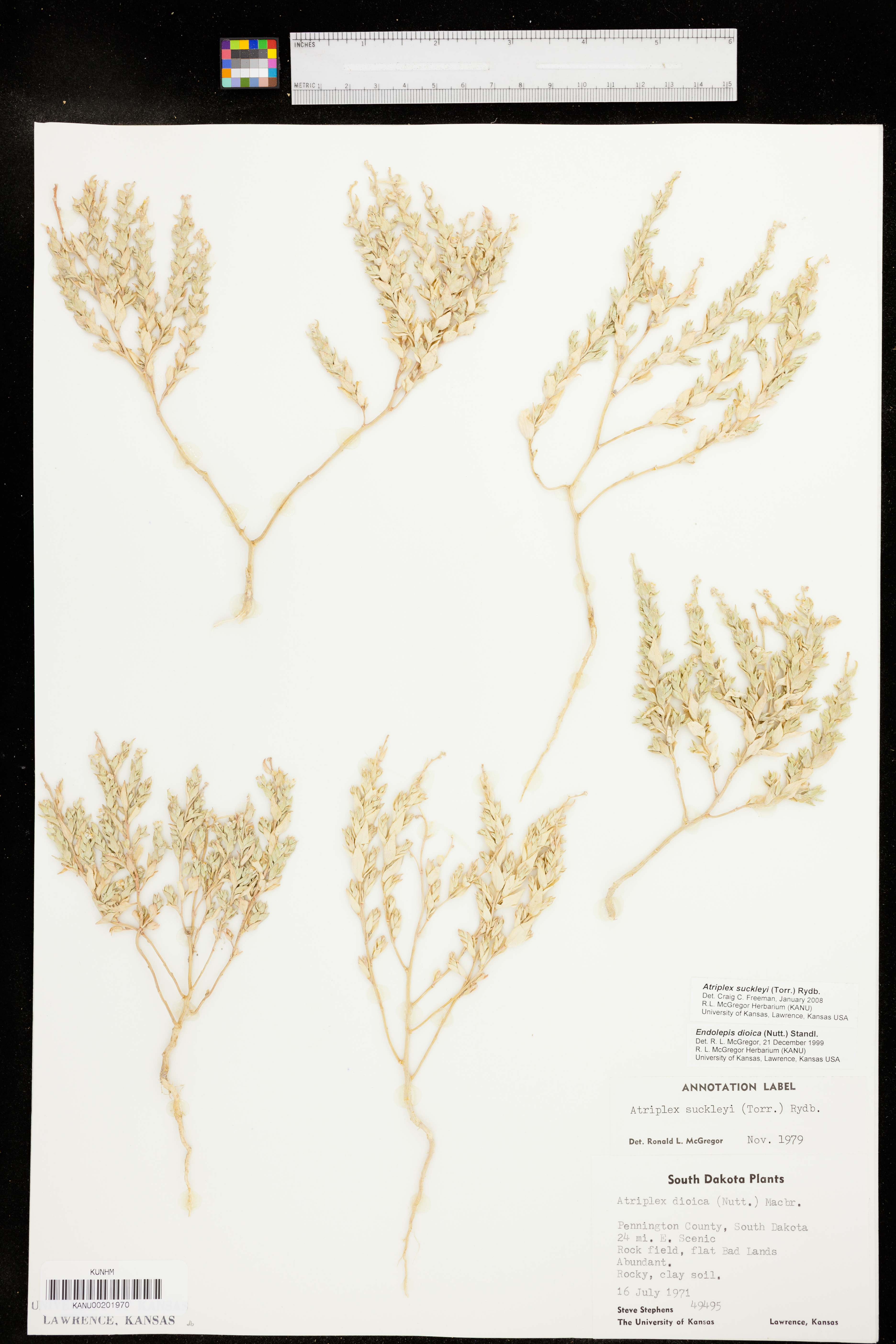 Atriplex suckleyi image