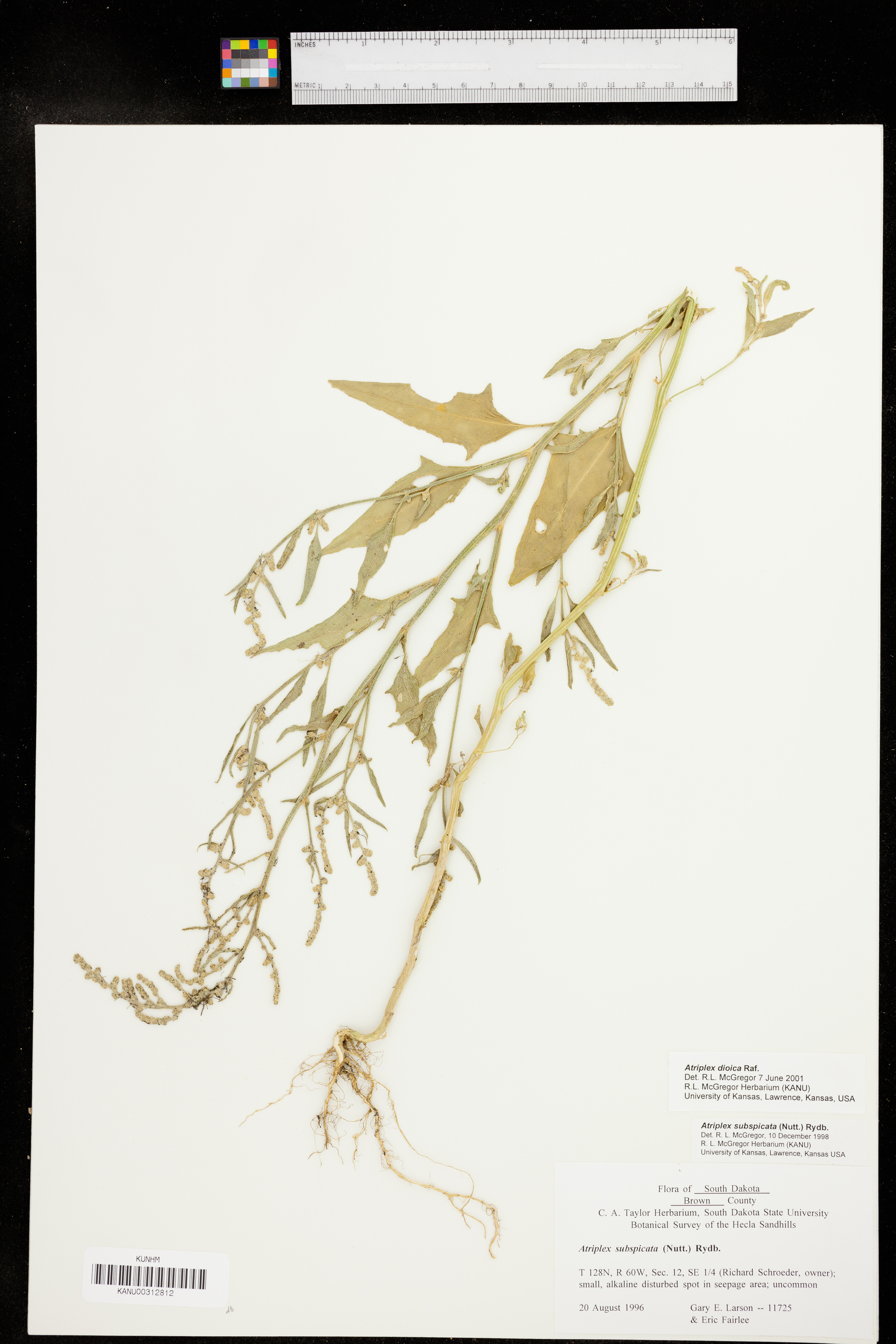 Atriplex dioica image