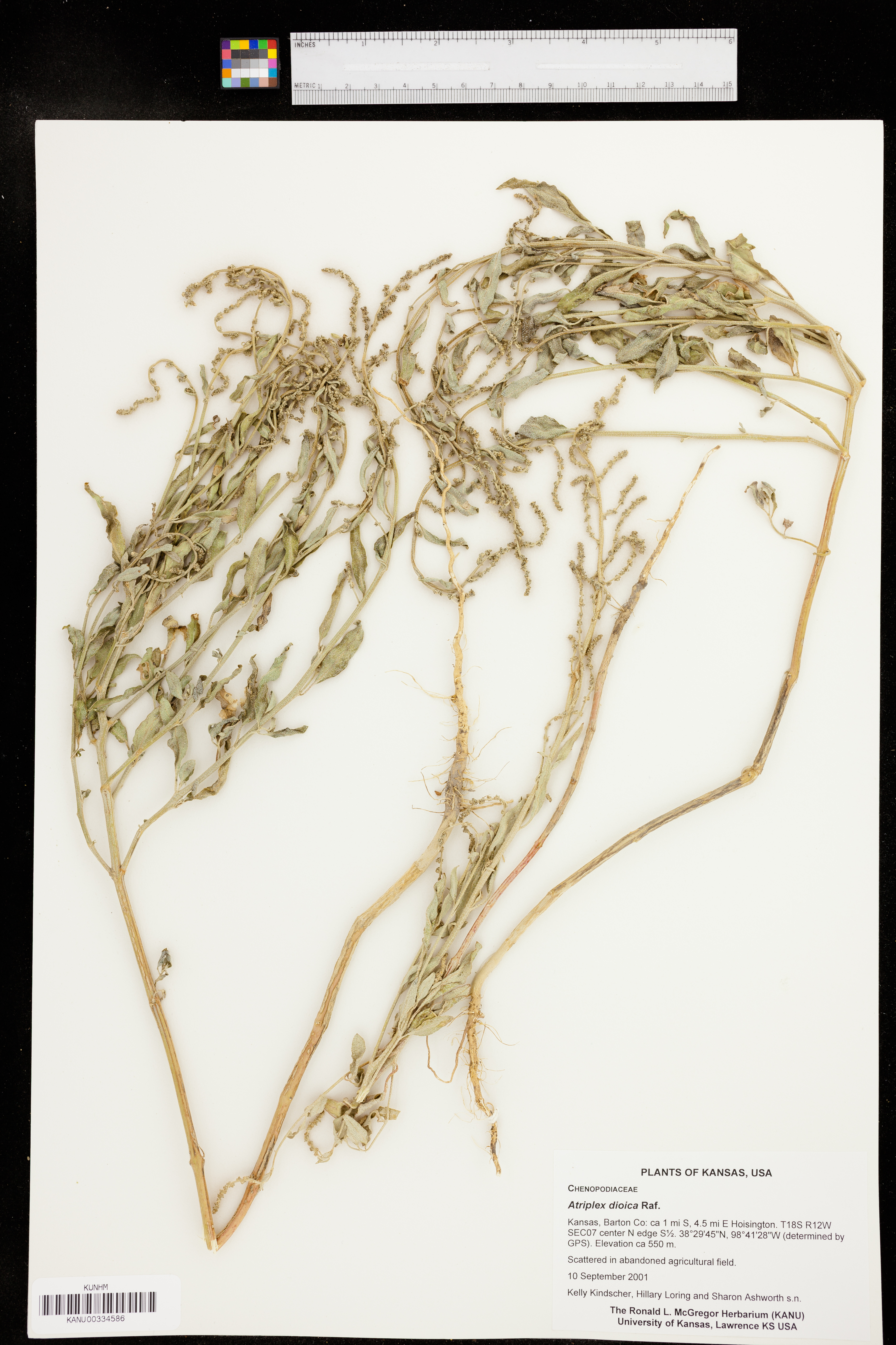 Atriplex dioica image