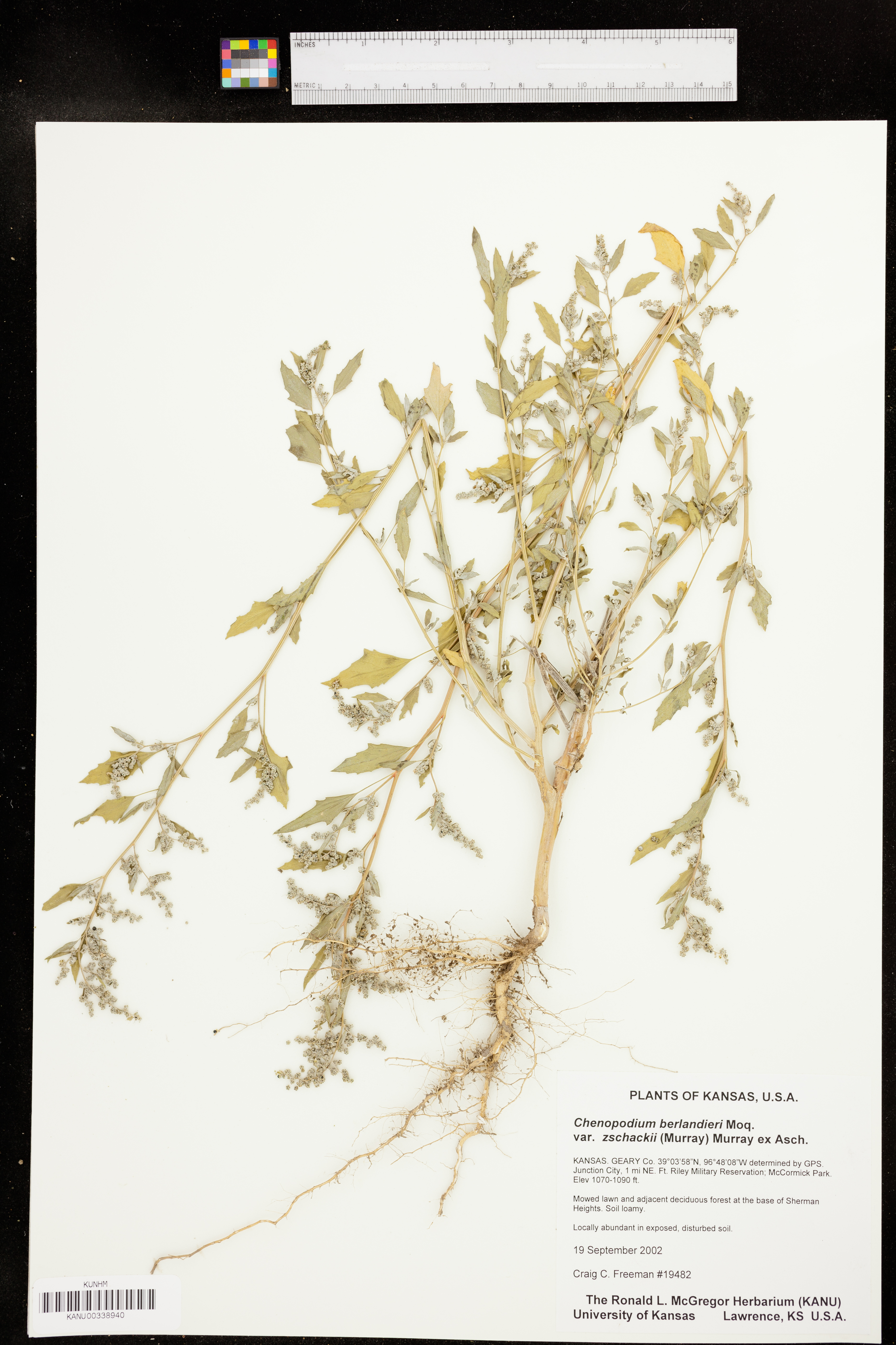 Chenopodium berlandieri var. zschackei image