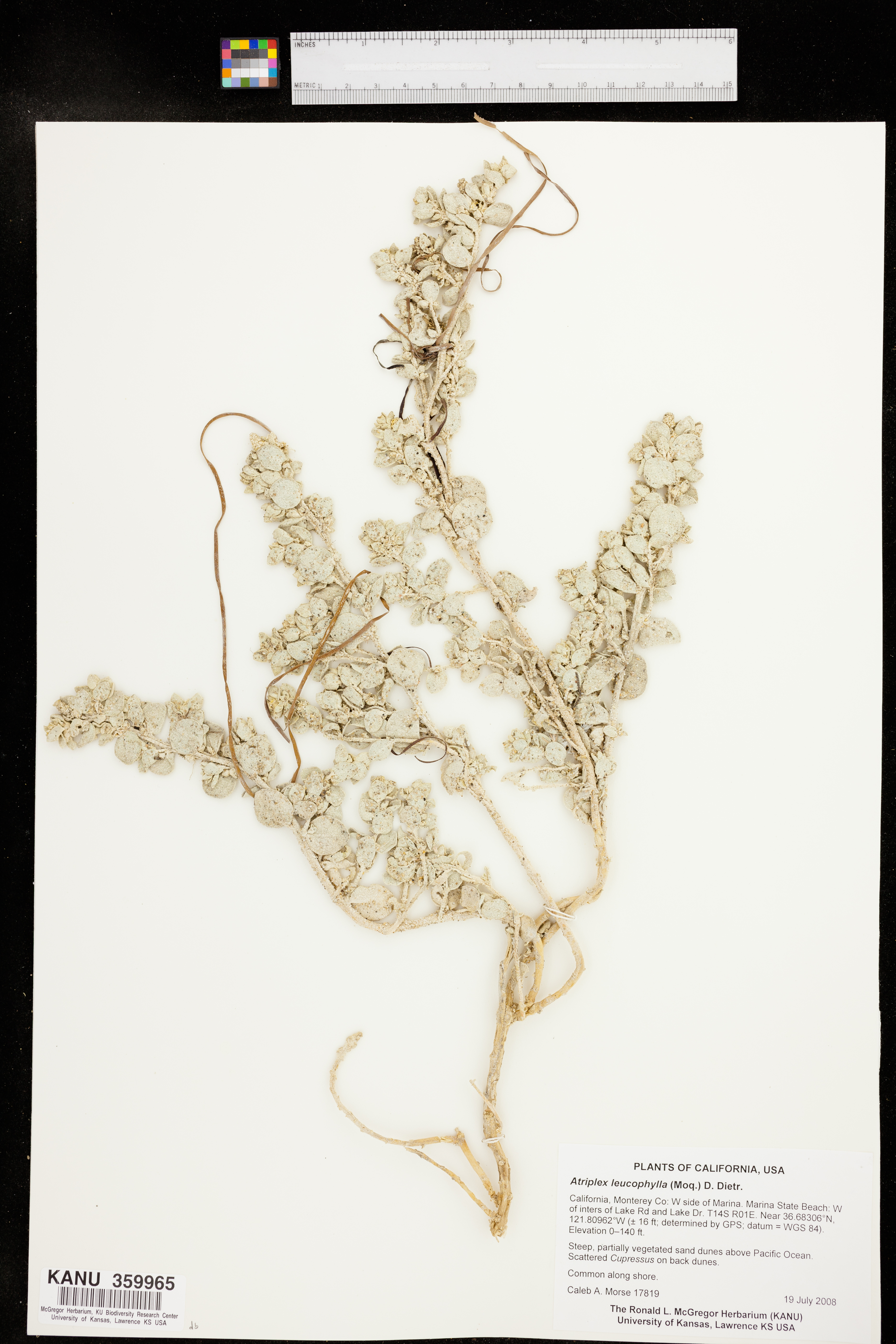 Atriplex leucophylla image