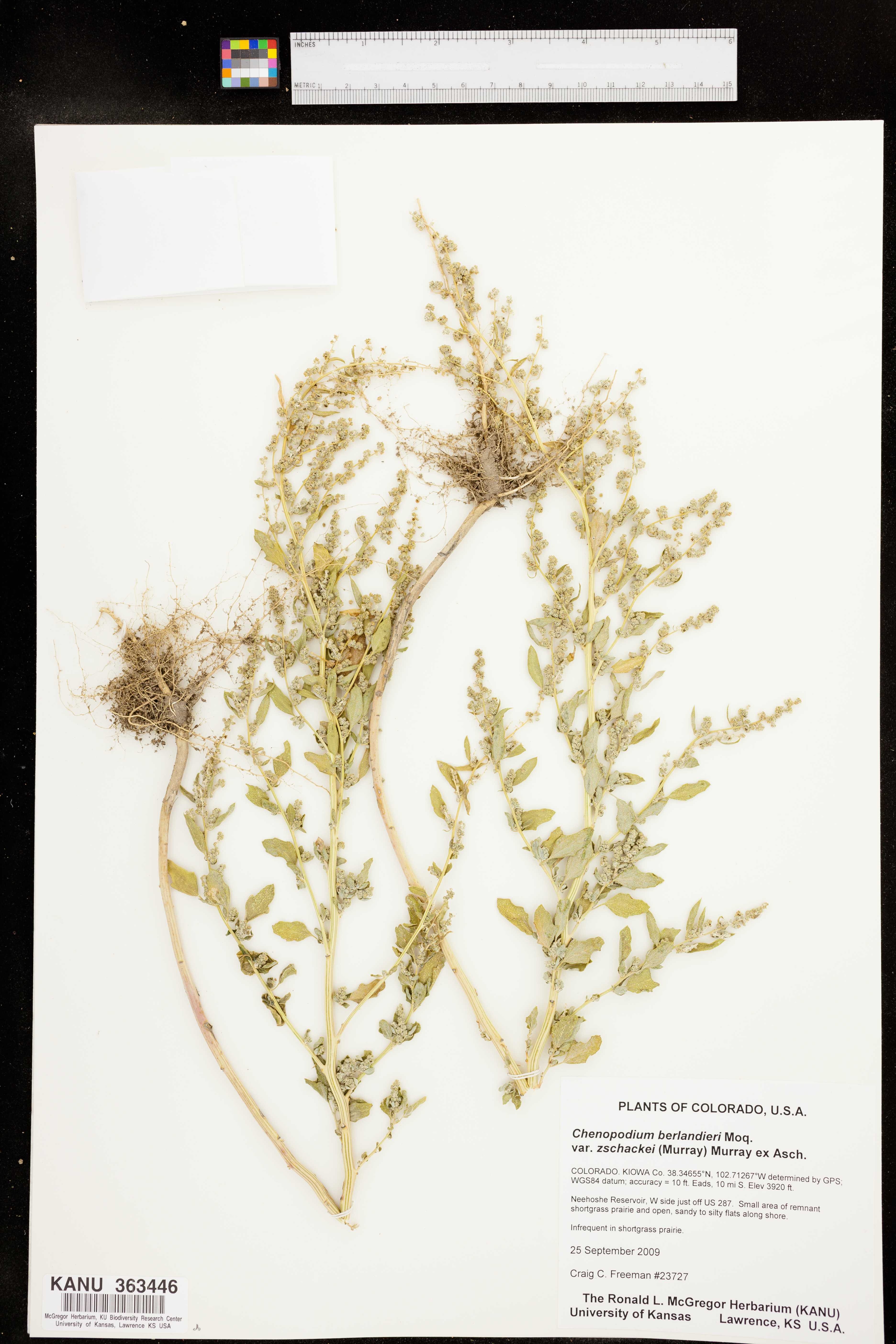 Chenopodium berlandieri var. zschackei image