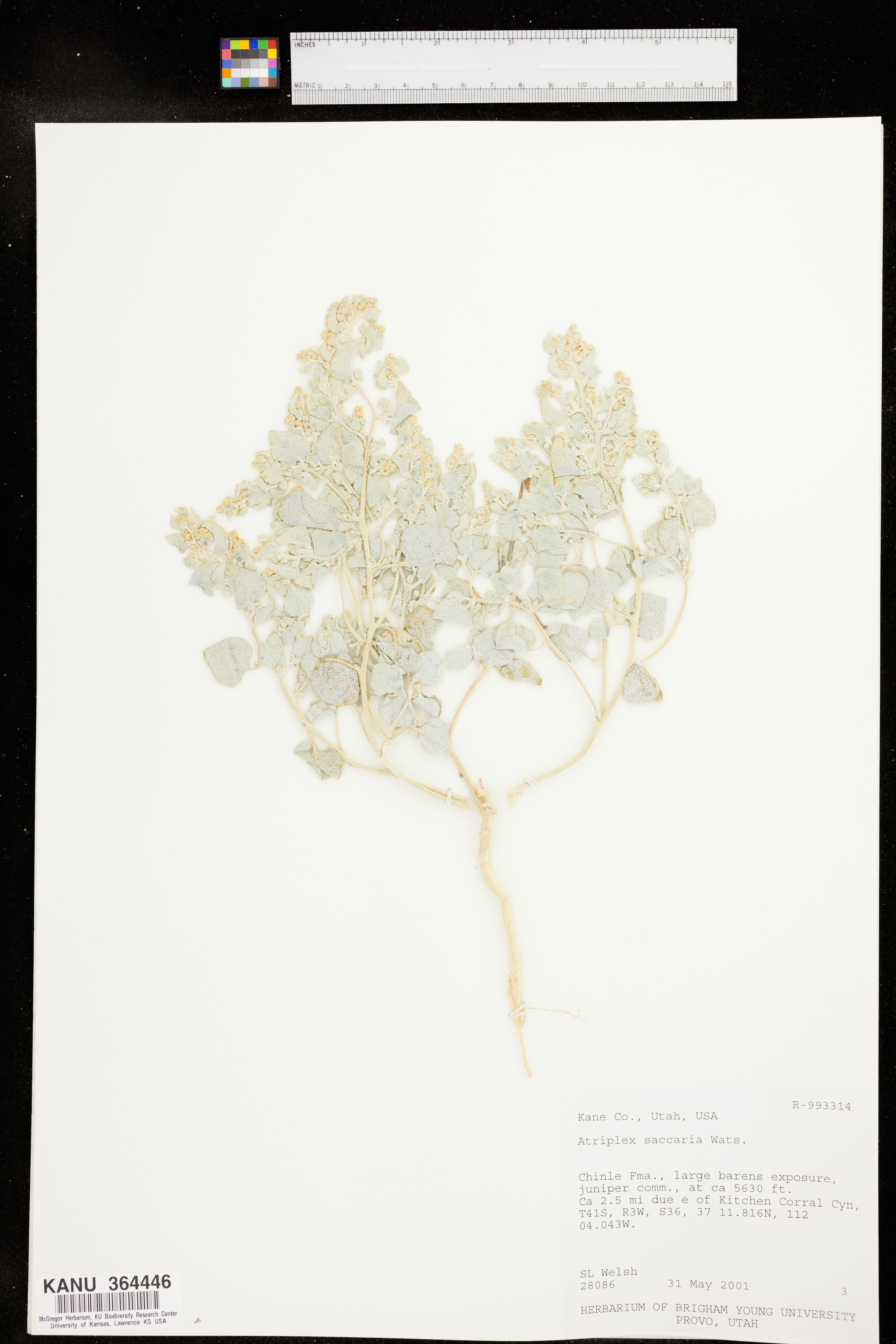 Atriplex saccaria image