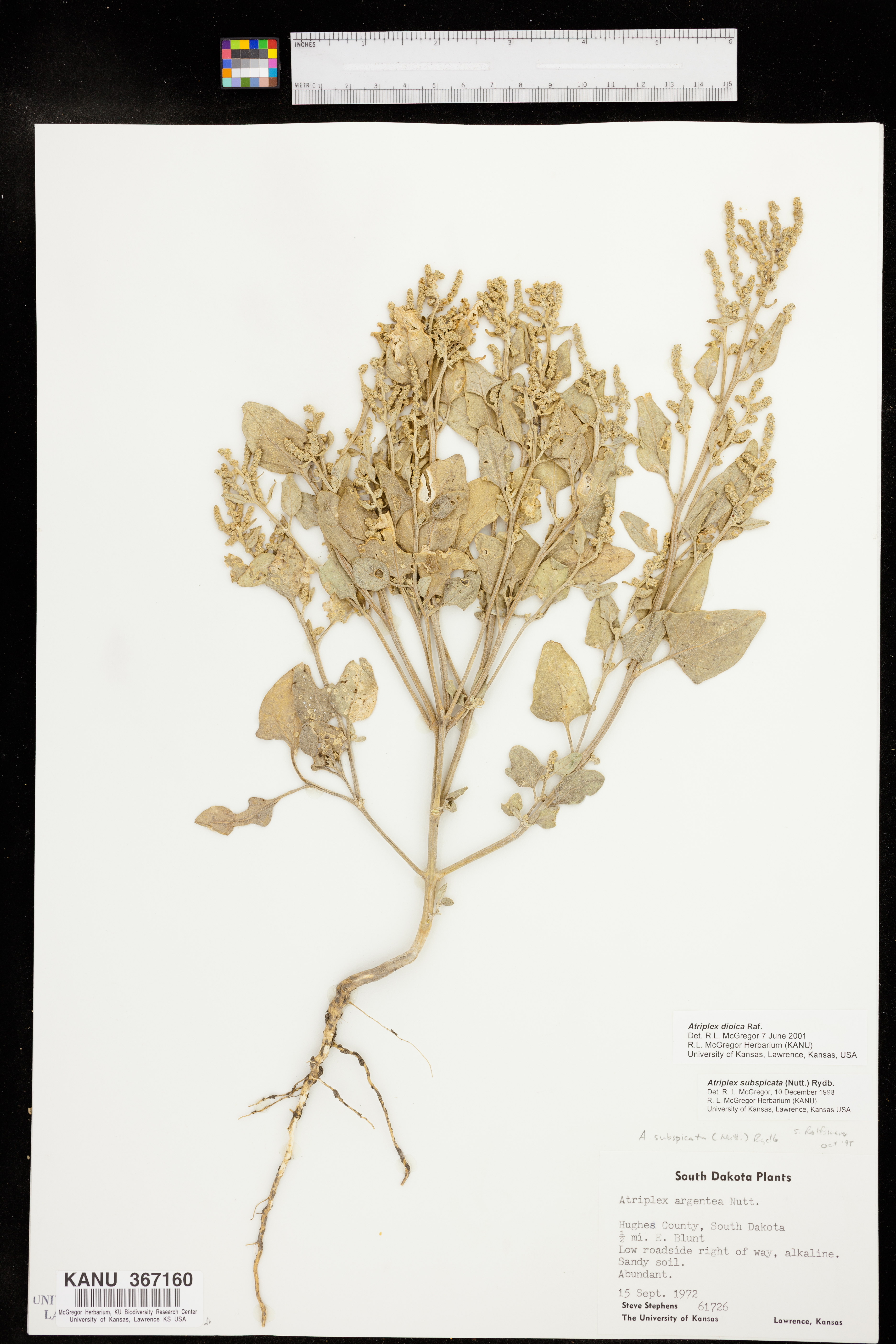 Atriplex dioica image