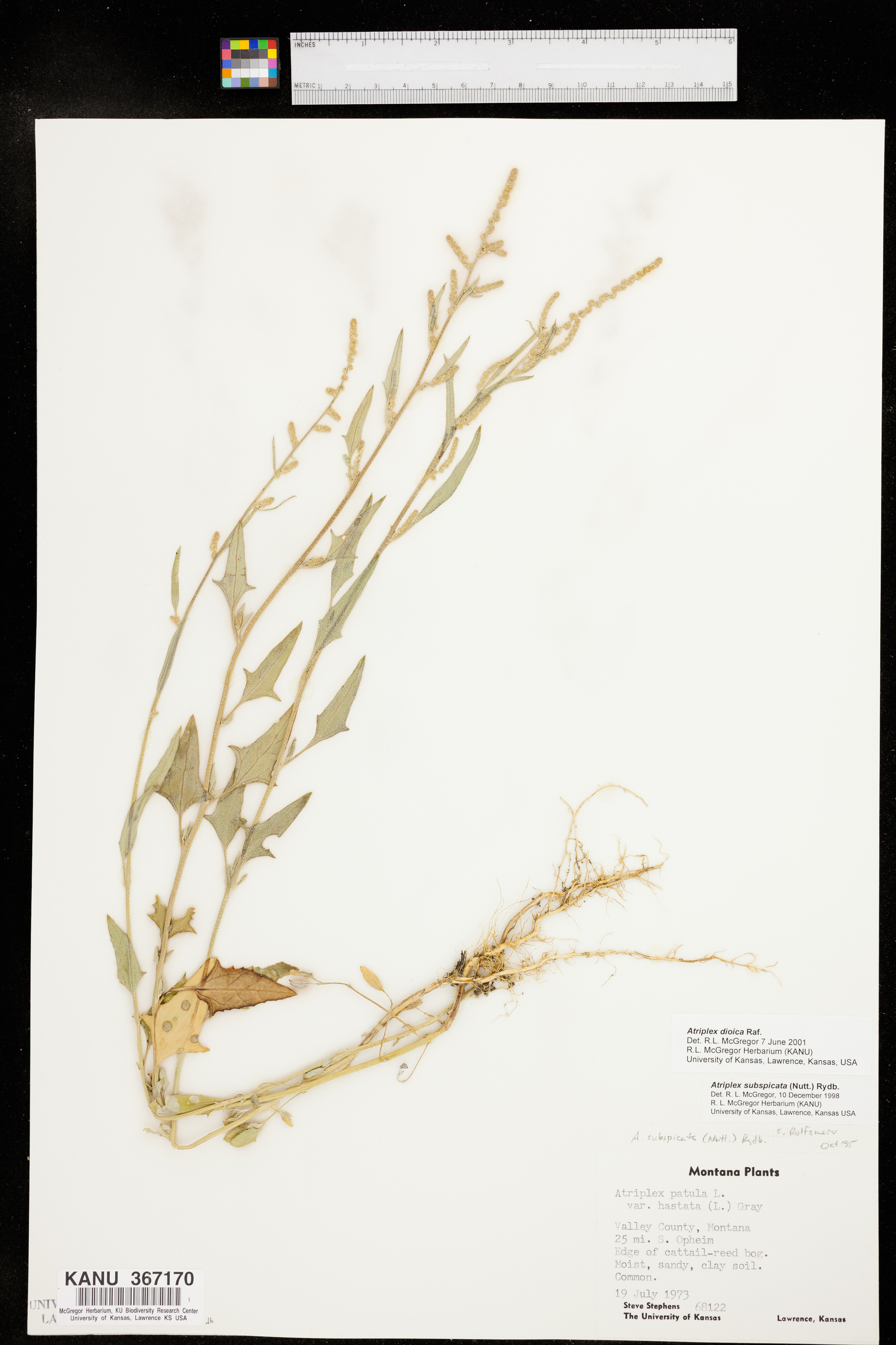 Atriplex dioica image