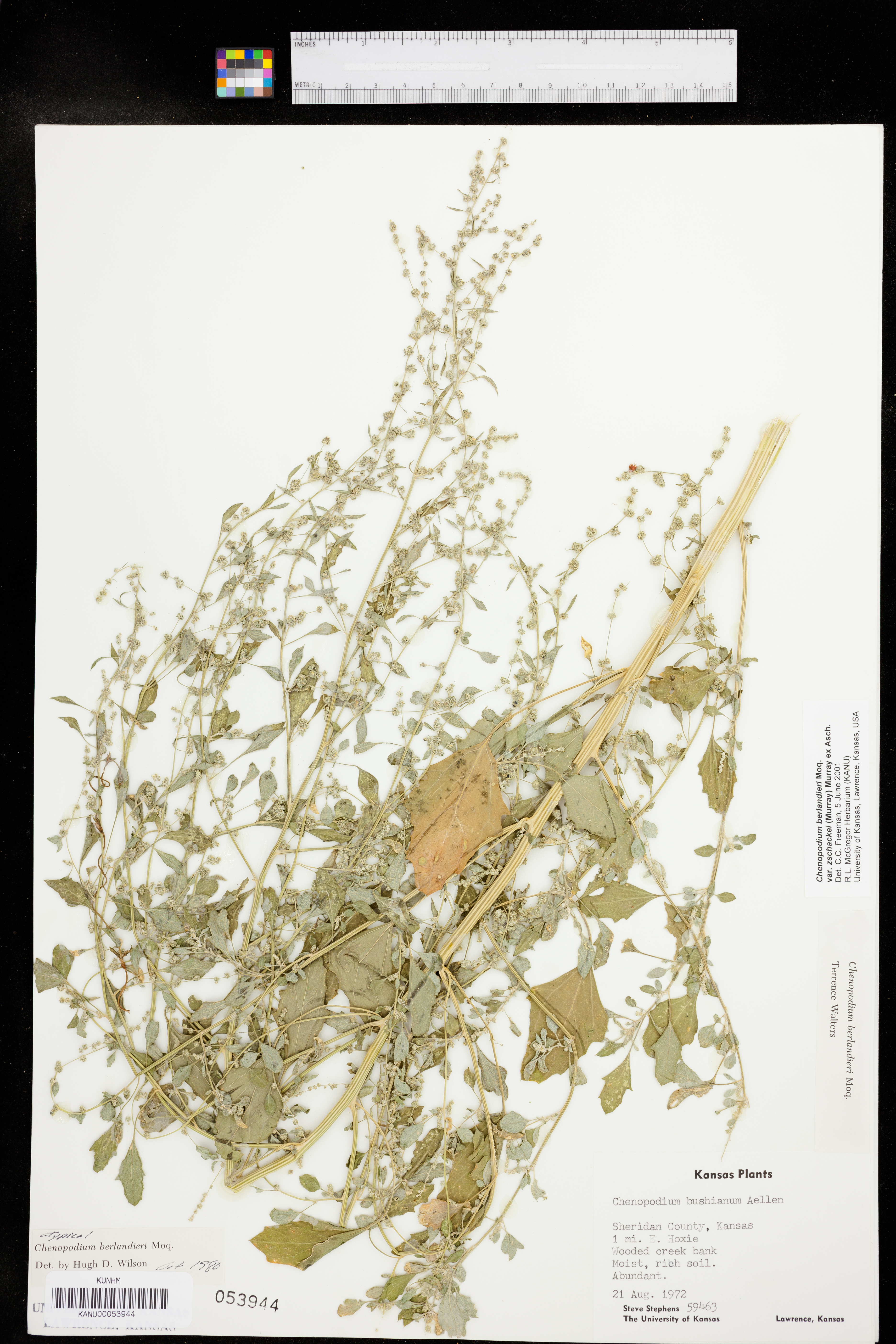 Chenopodium berlandieri var. zschackei image