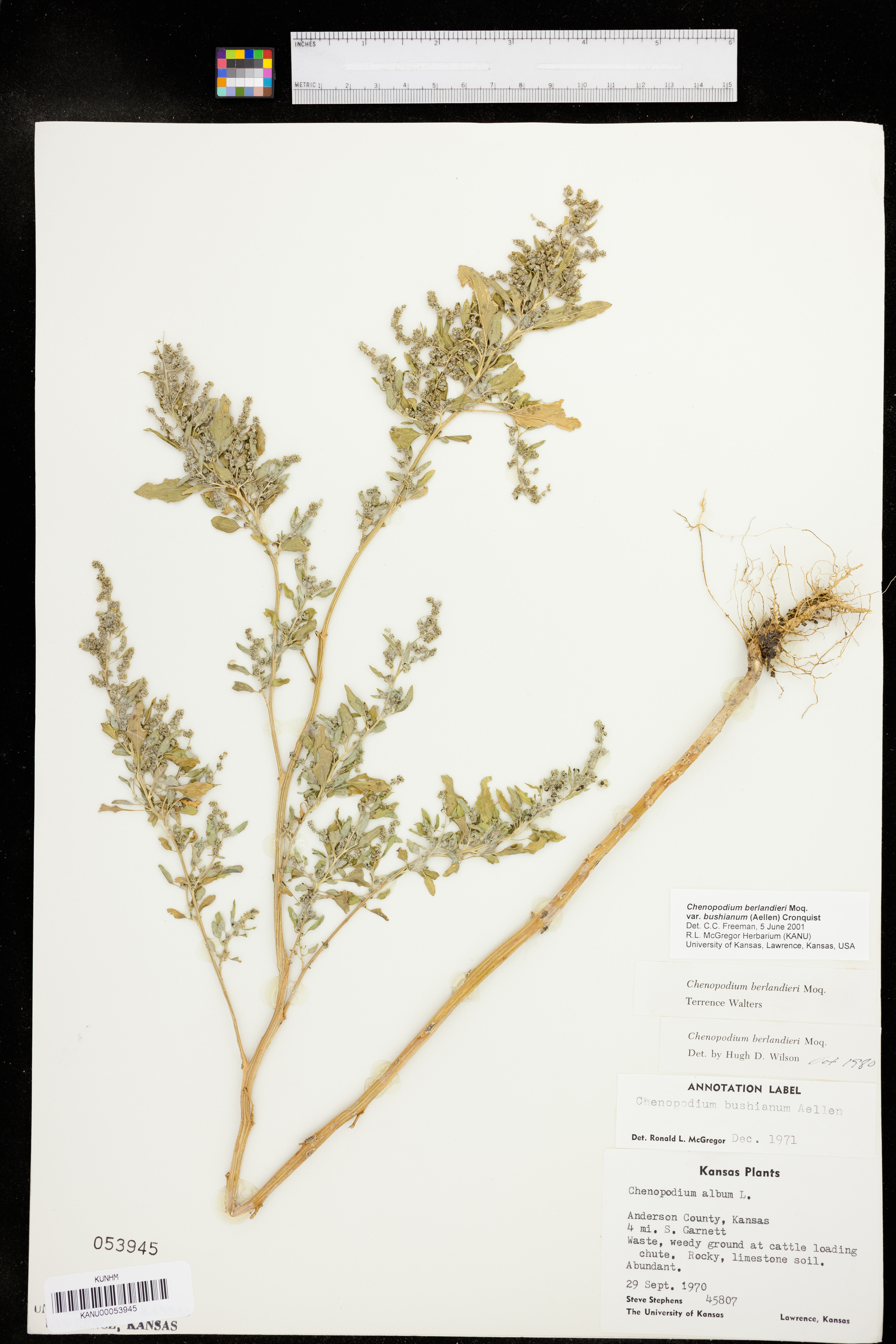 Chenopodium berlandieri var. zschackei image