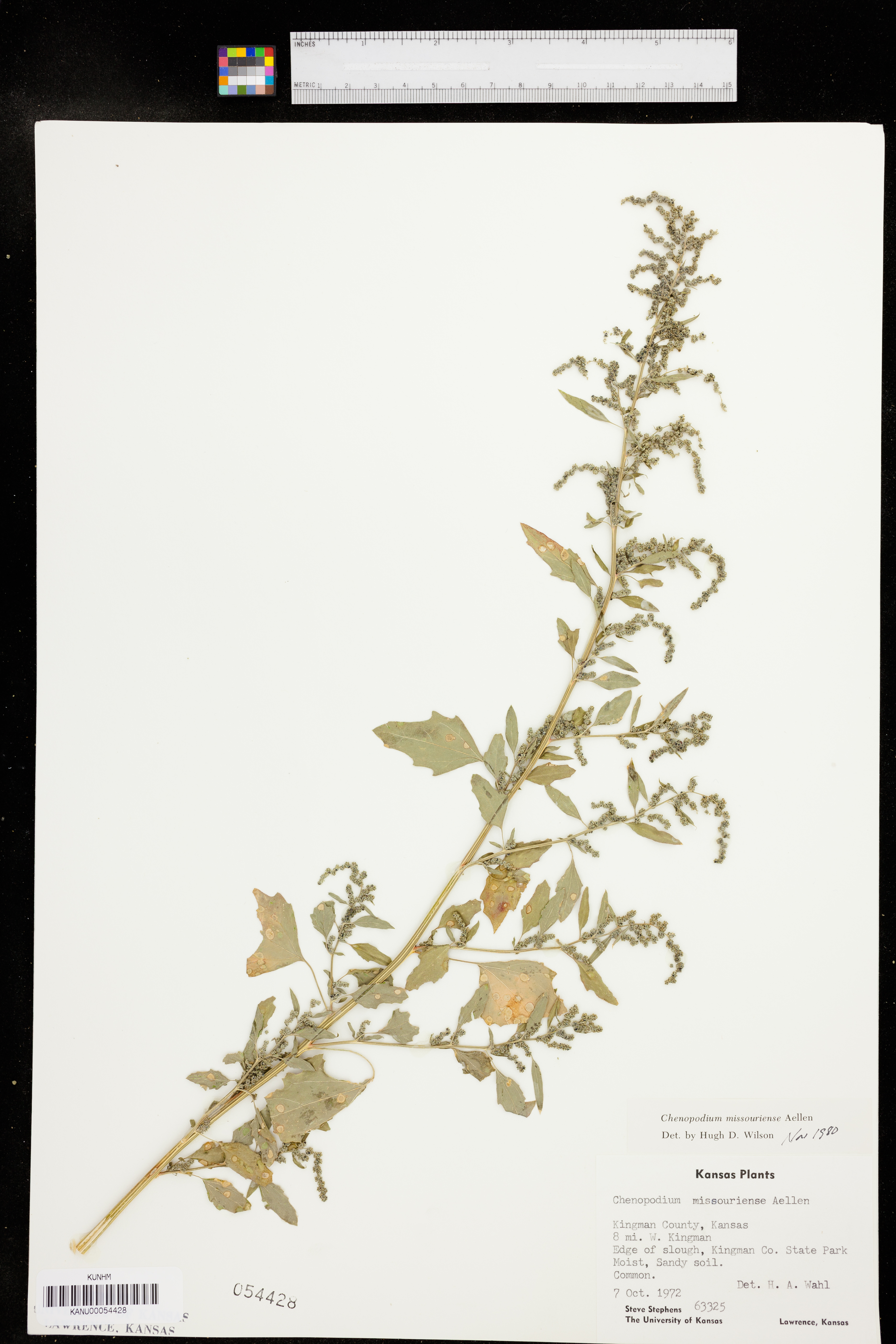 Chenopodium album var. missouriense image