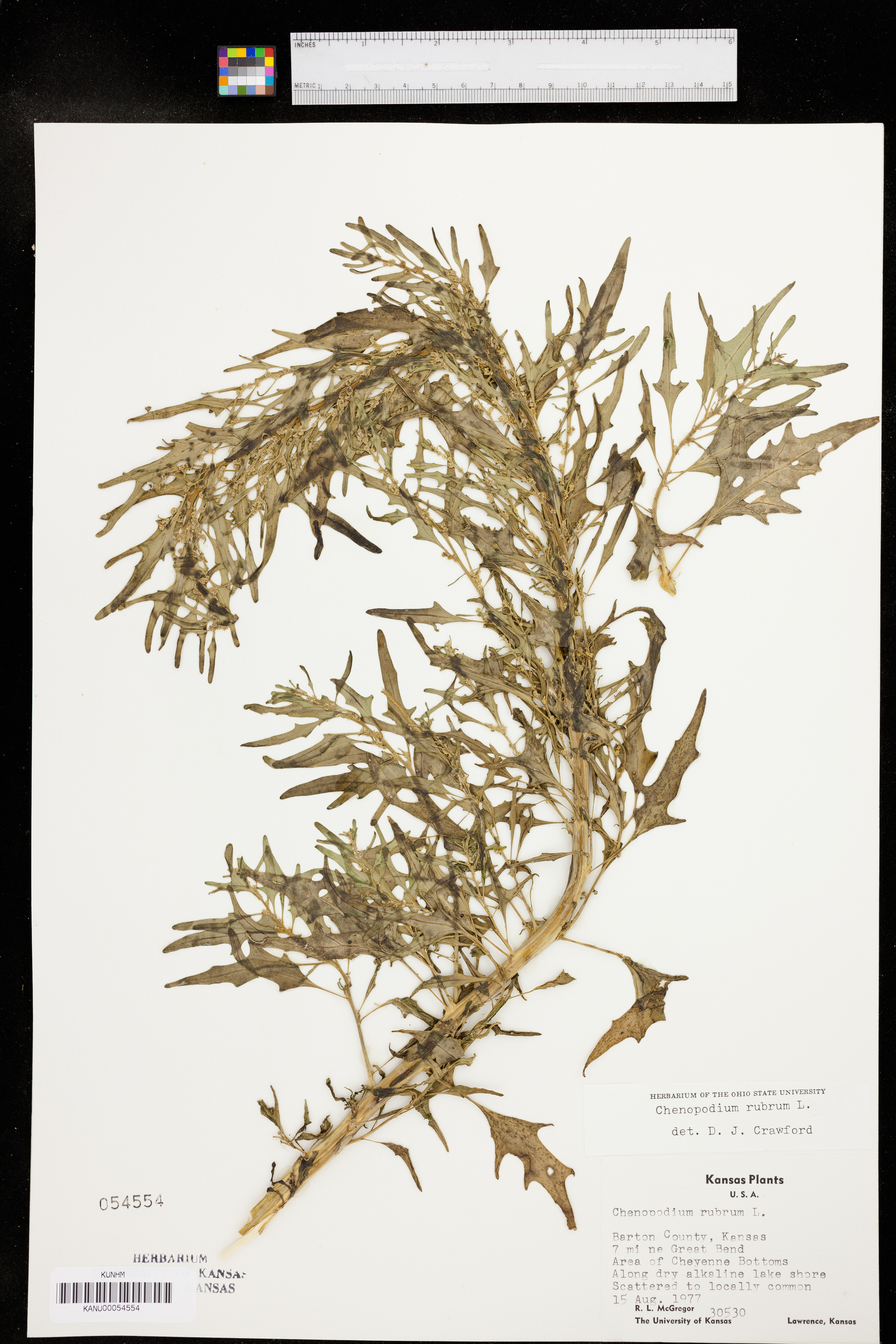 Oxybasis rubra var. rubra image