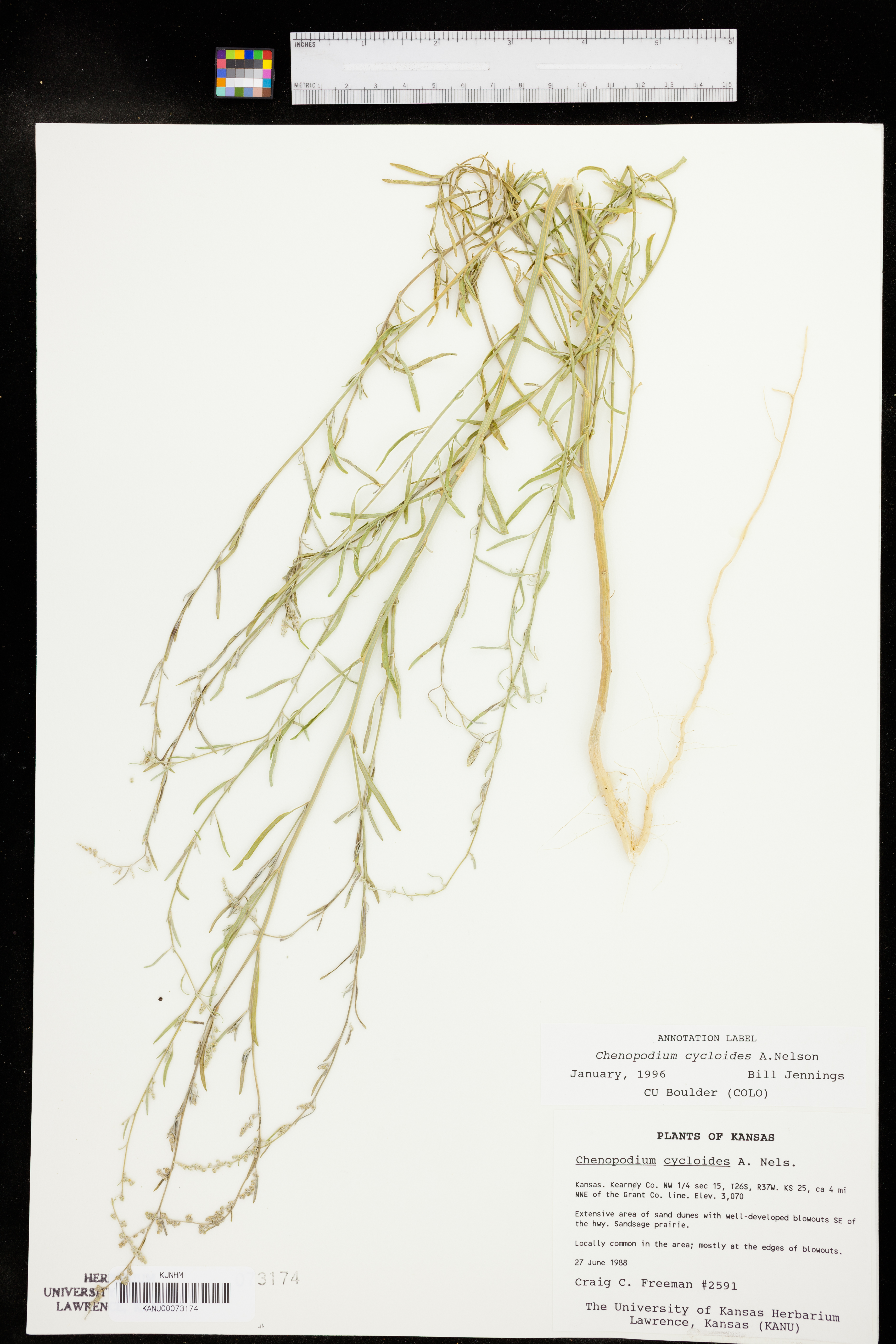 Chenopodium cycloides image