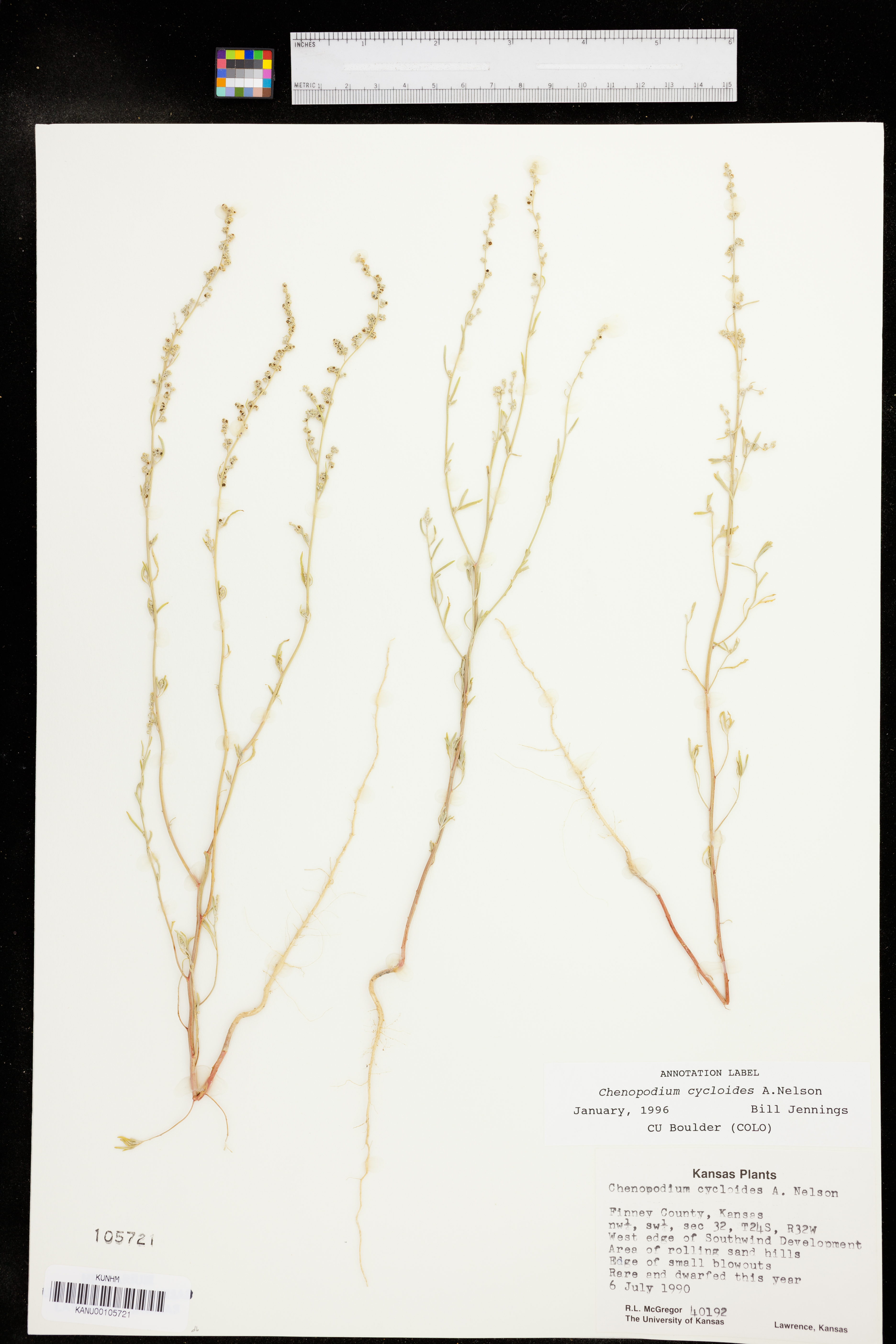 Chenopodium cycloides image