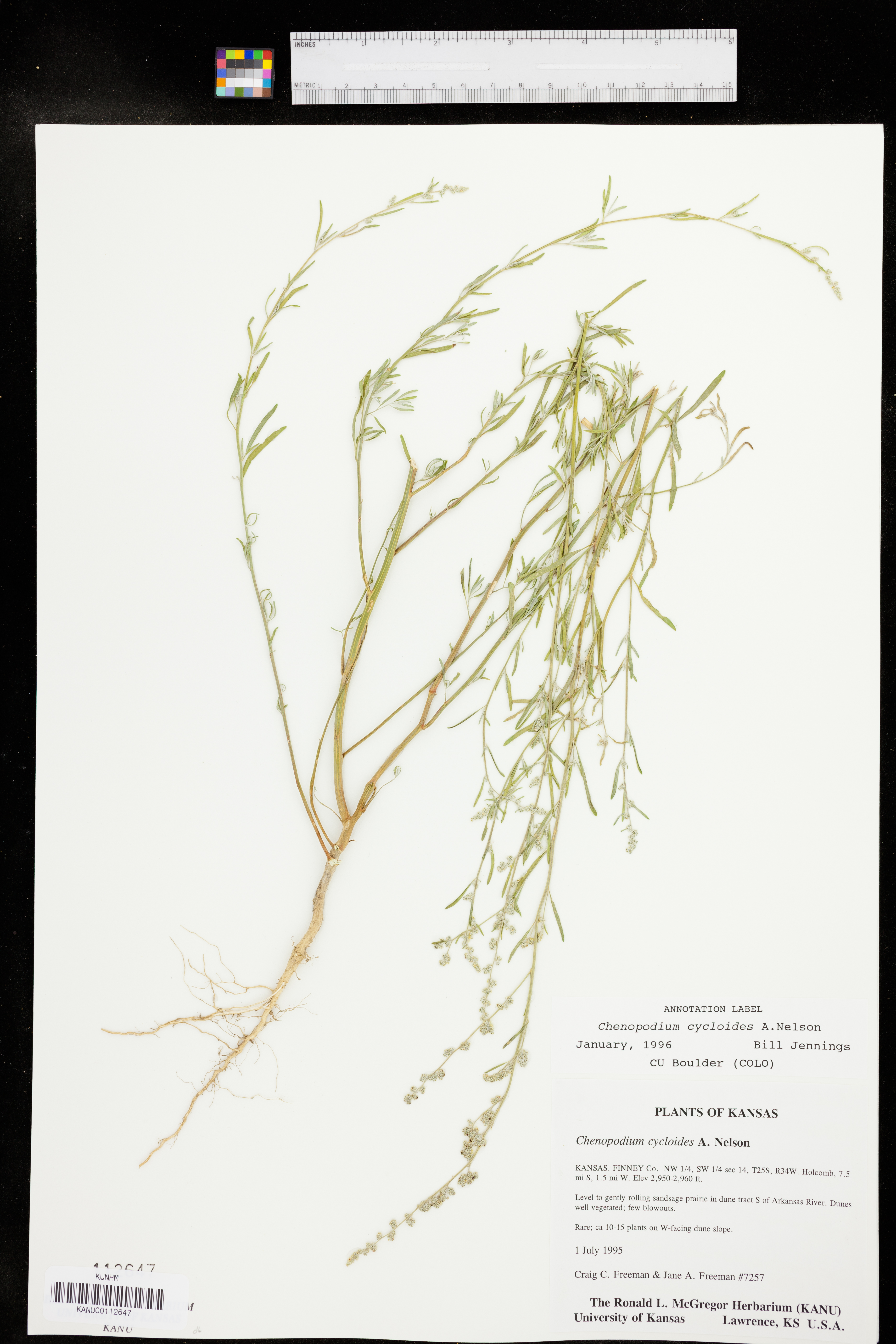Chenopodium cycloides image