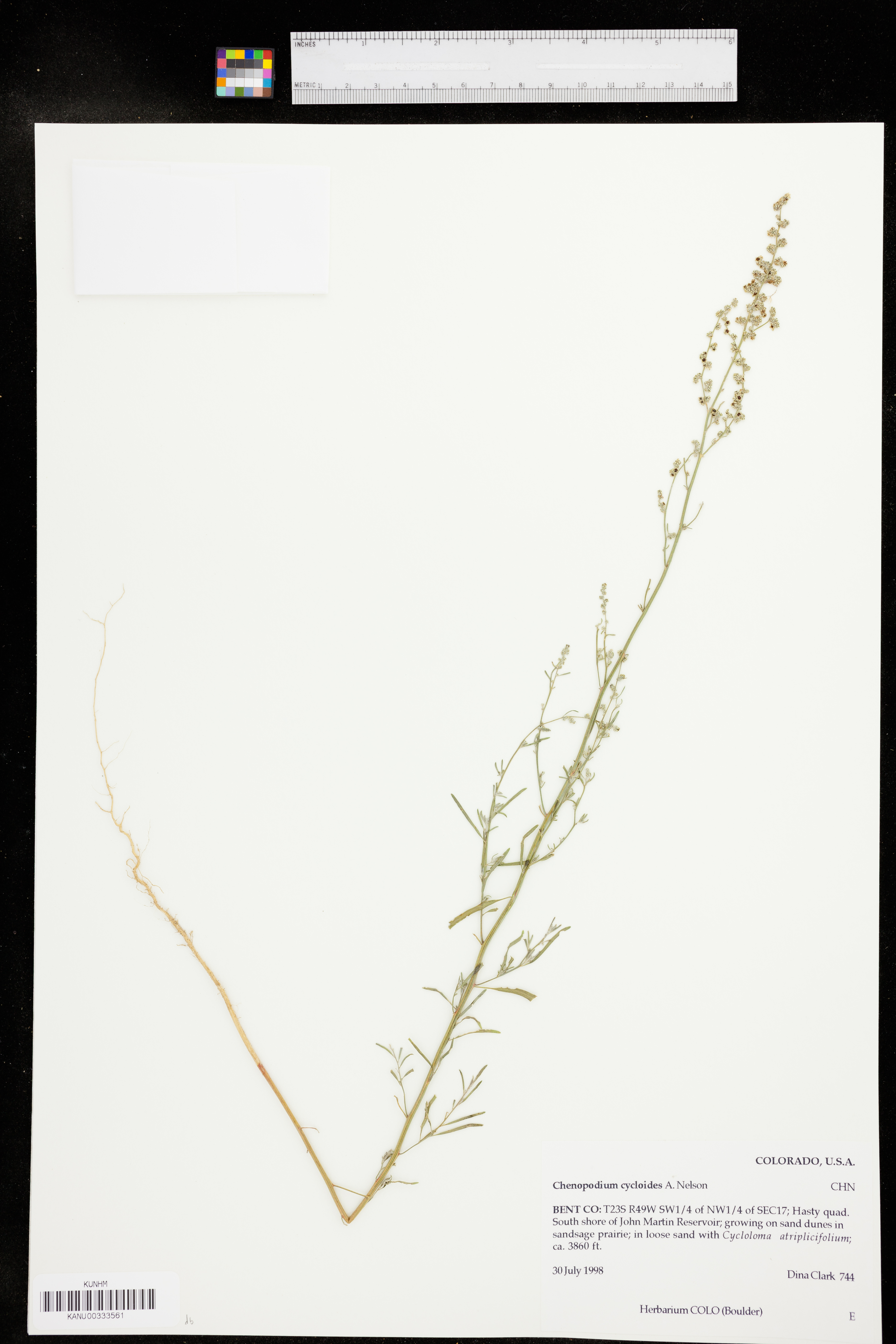 Chenopodium cycloides image