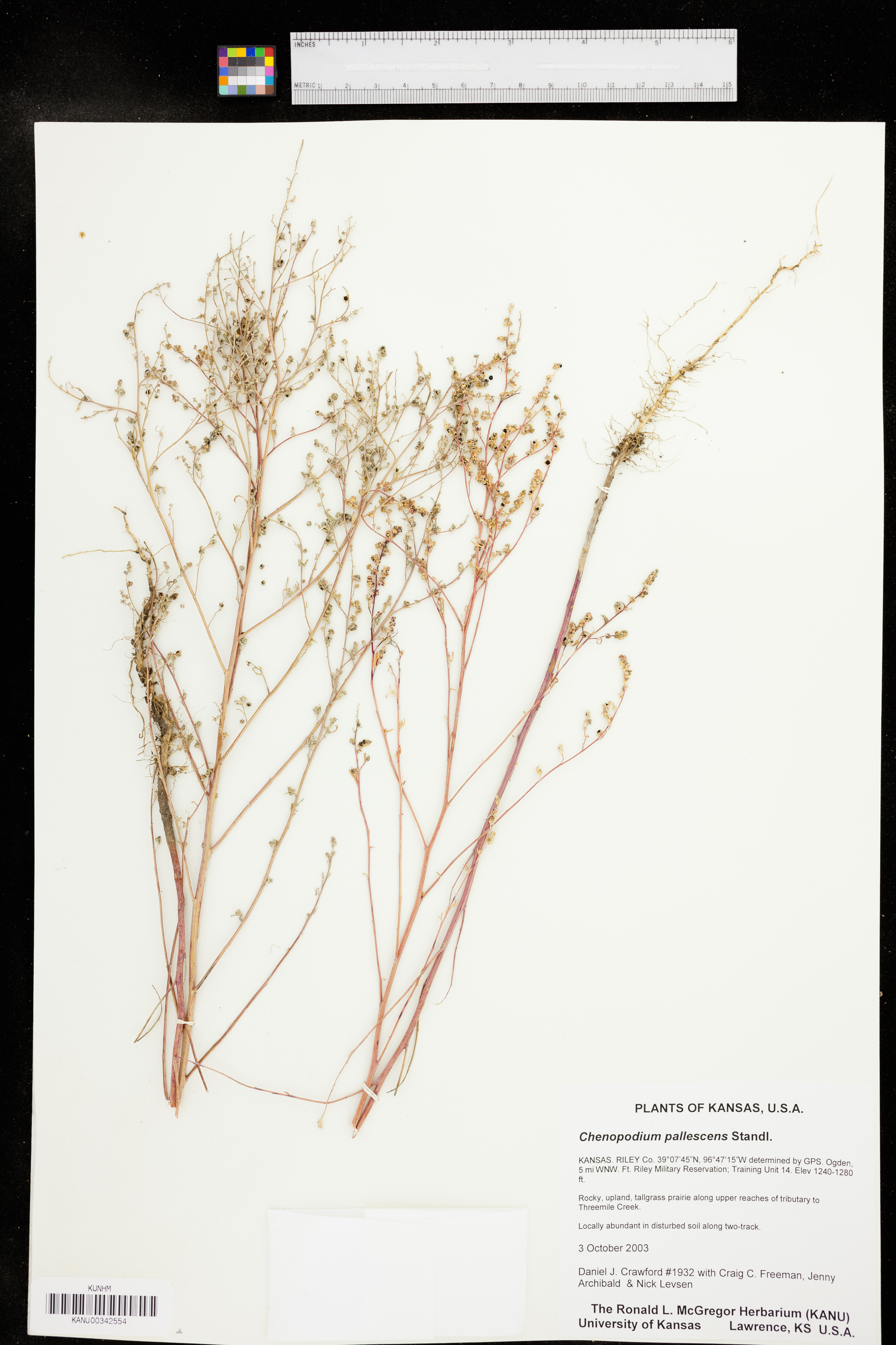 Chenopodium pallescens image