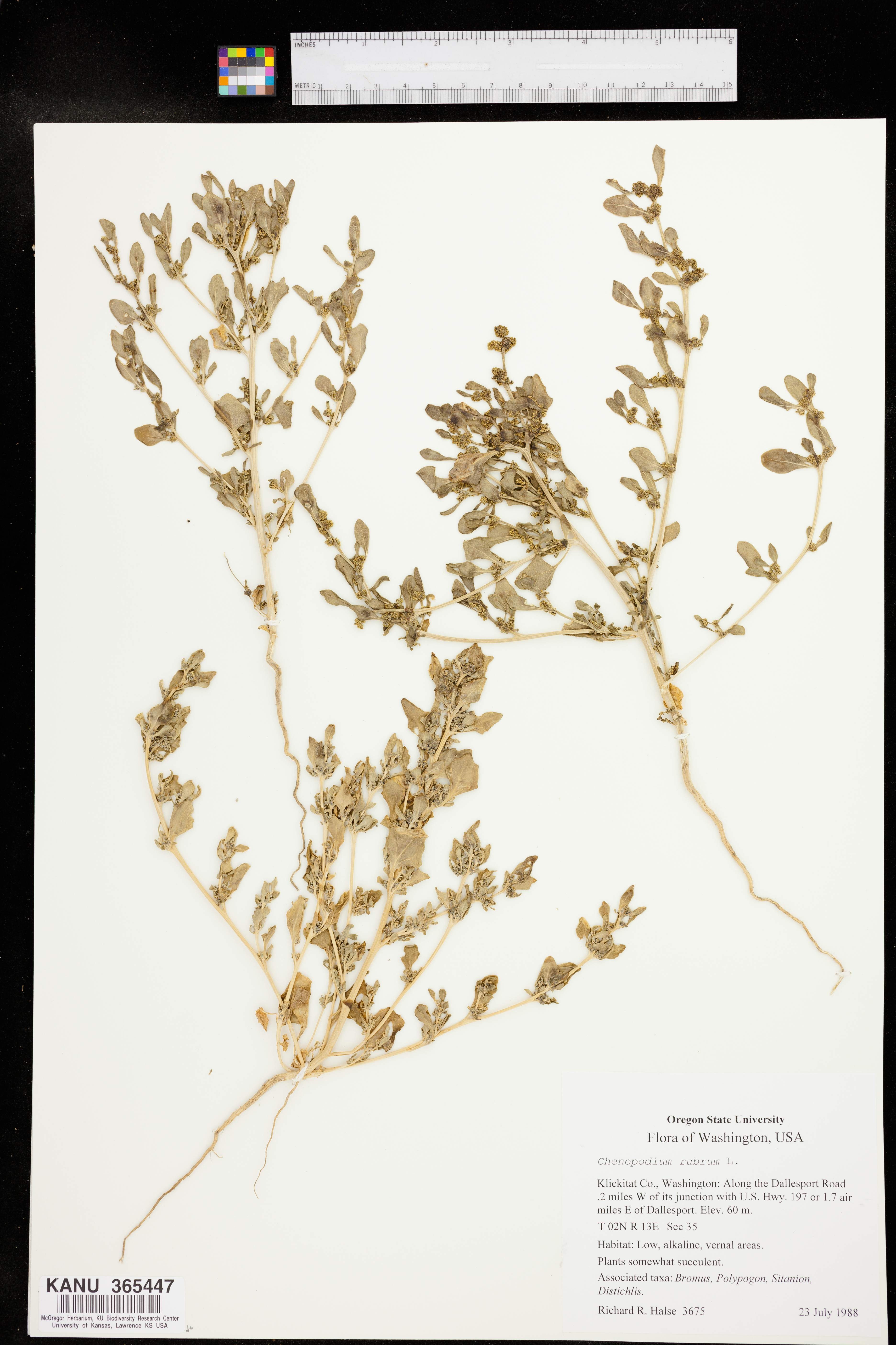 Oxybasis rubra var. rubra image