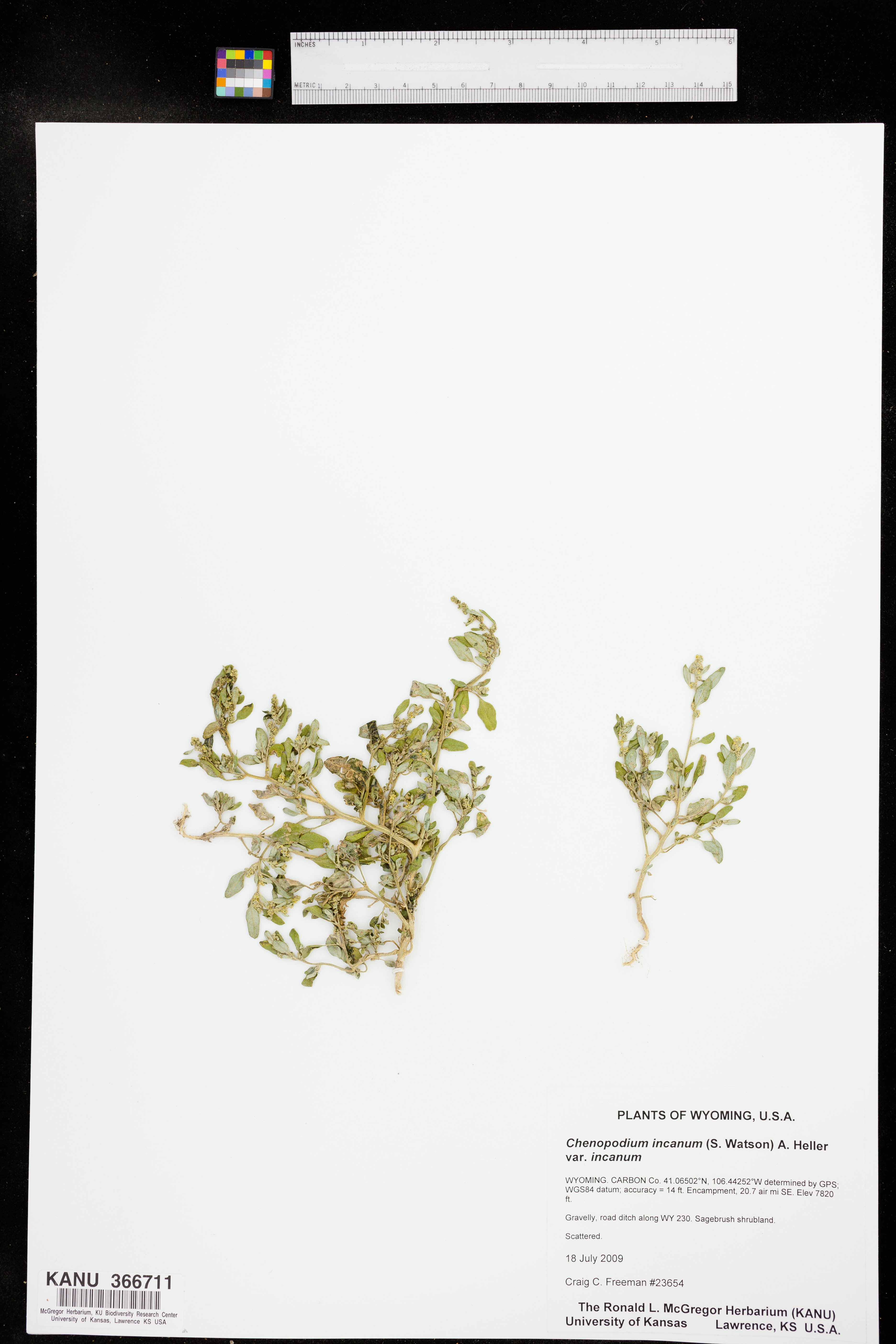Chenopodium incanum var. incanum image
