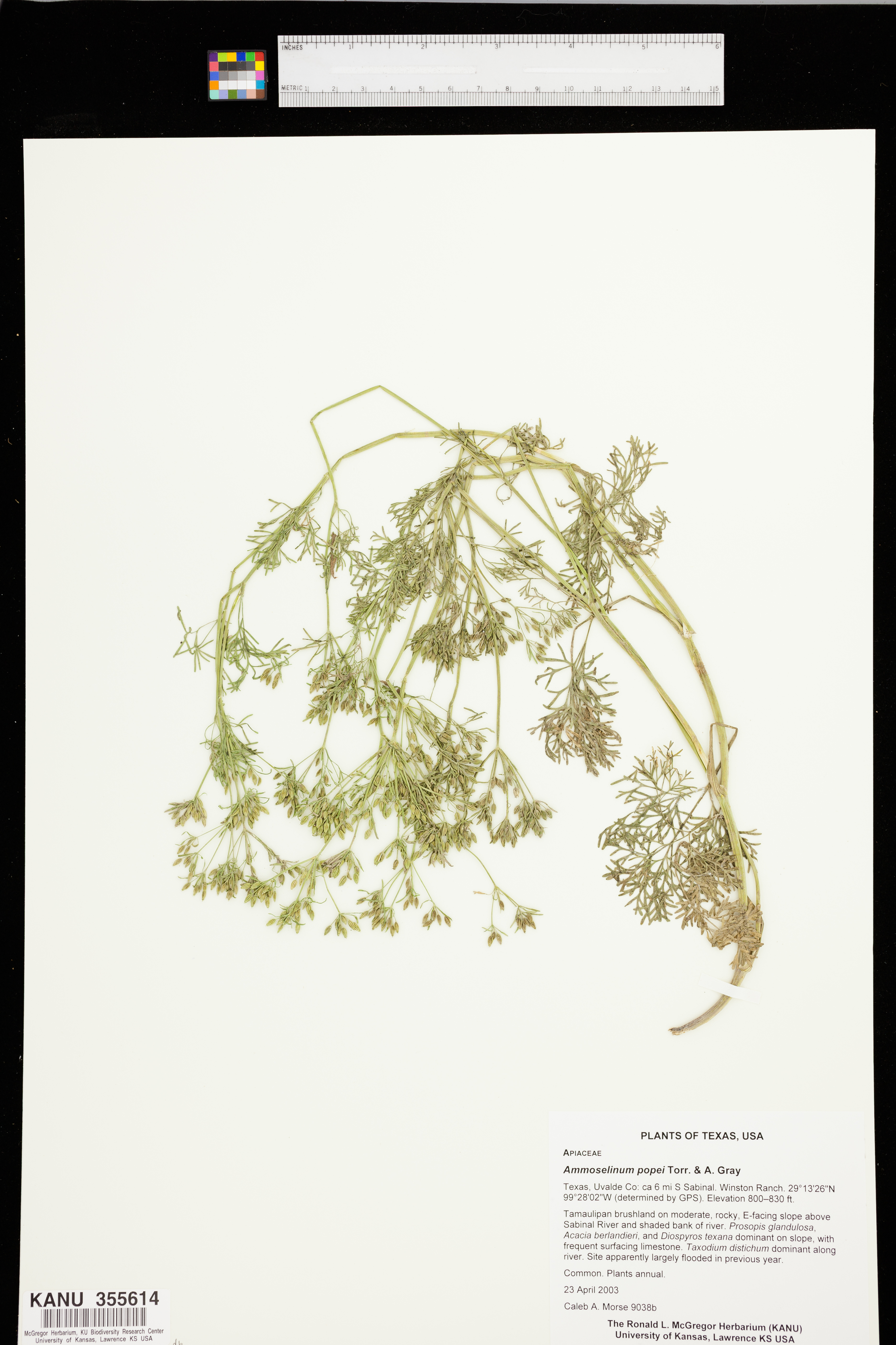 Ammoselinum popei image