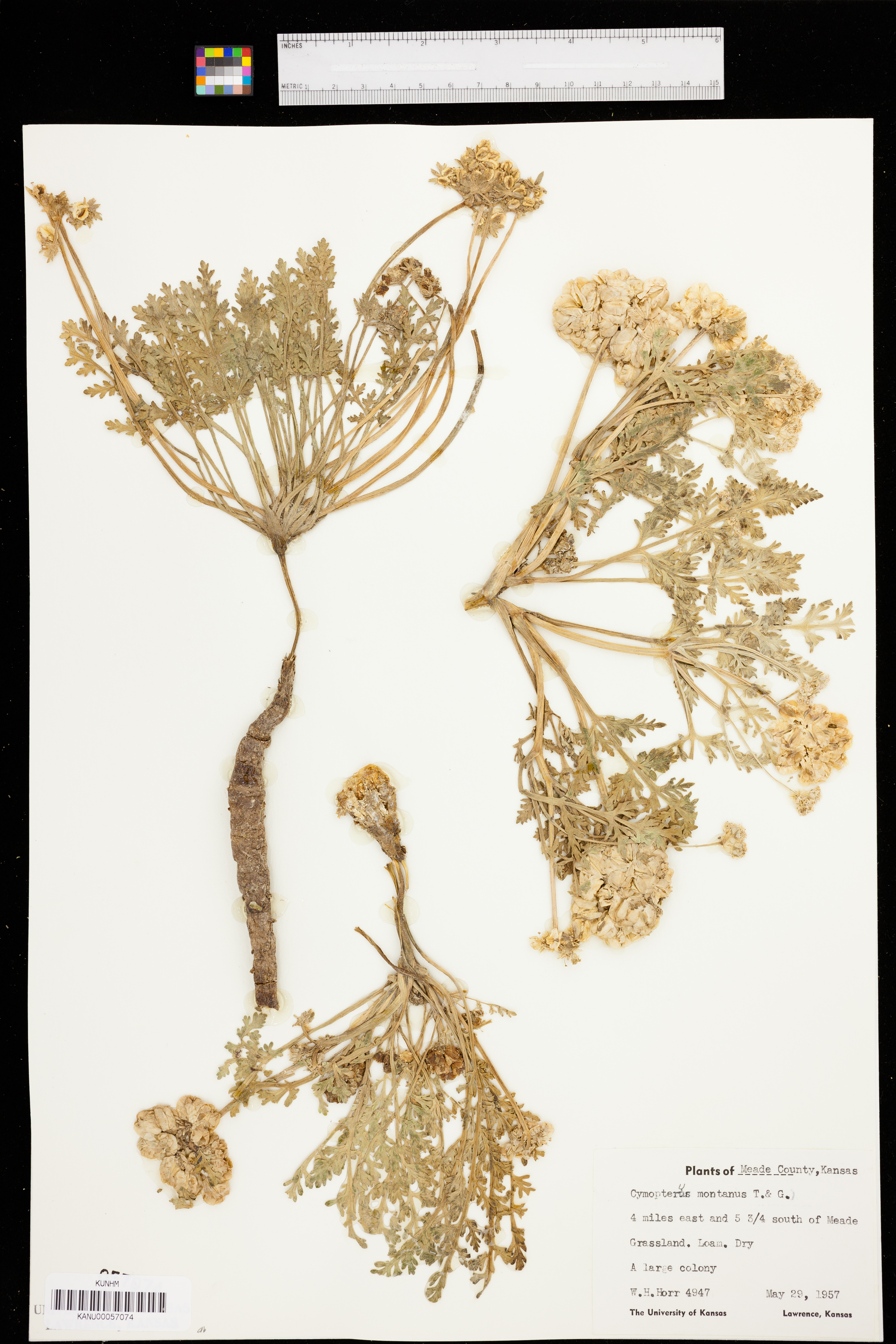 Vesper montanus image