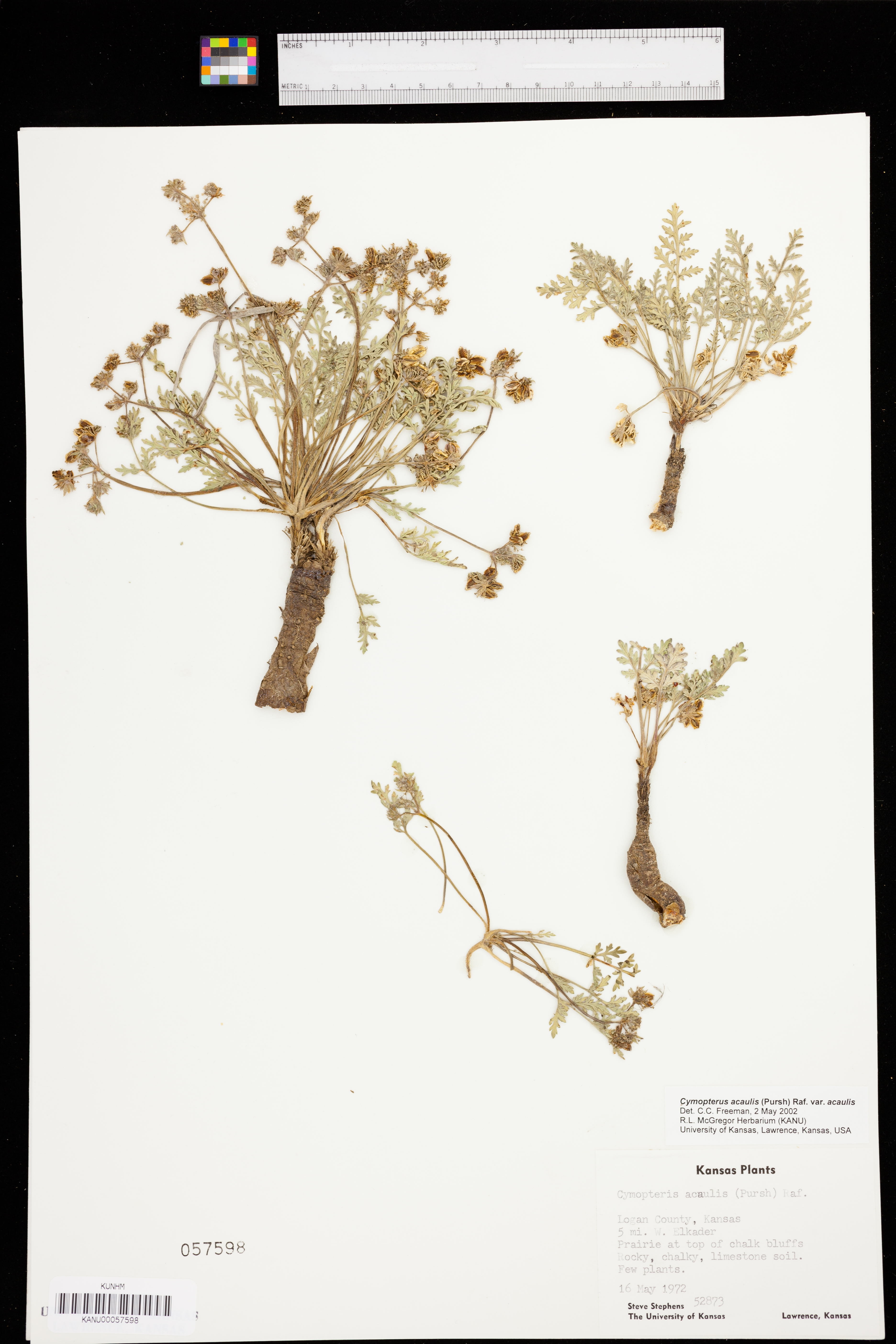 Cymopterus glomeratus var. glomeratus image