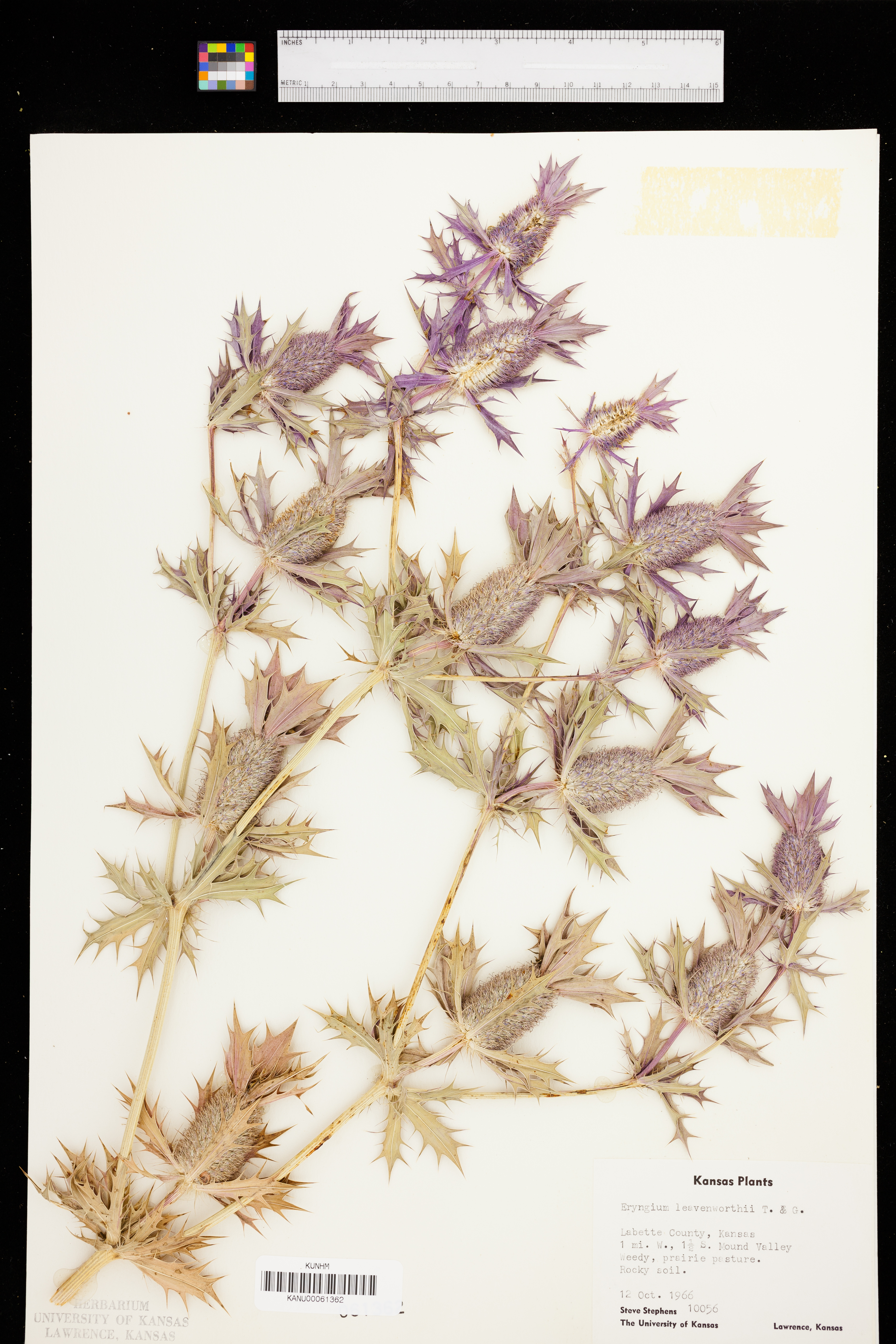 Eryngium leavenworthii image