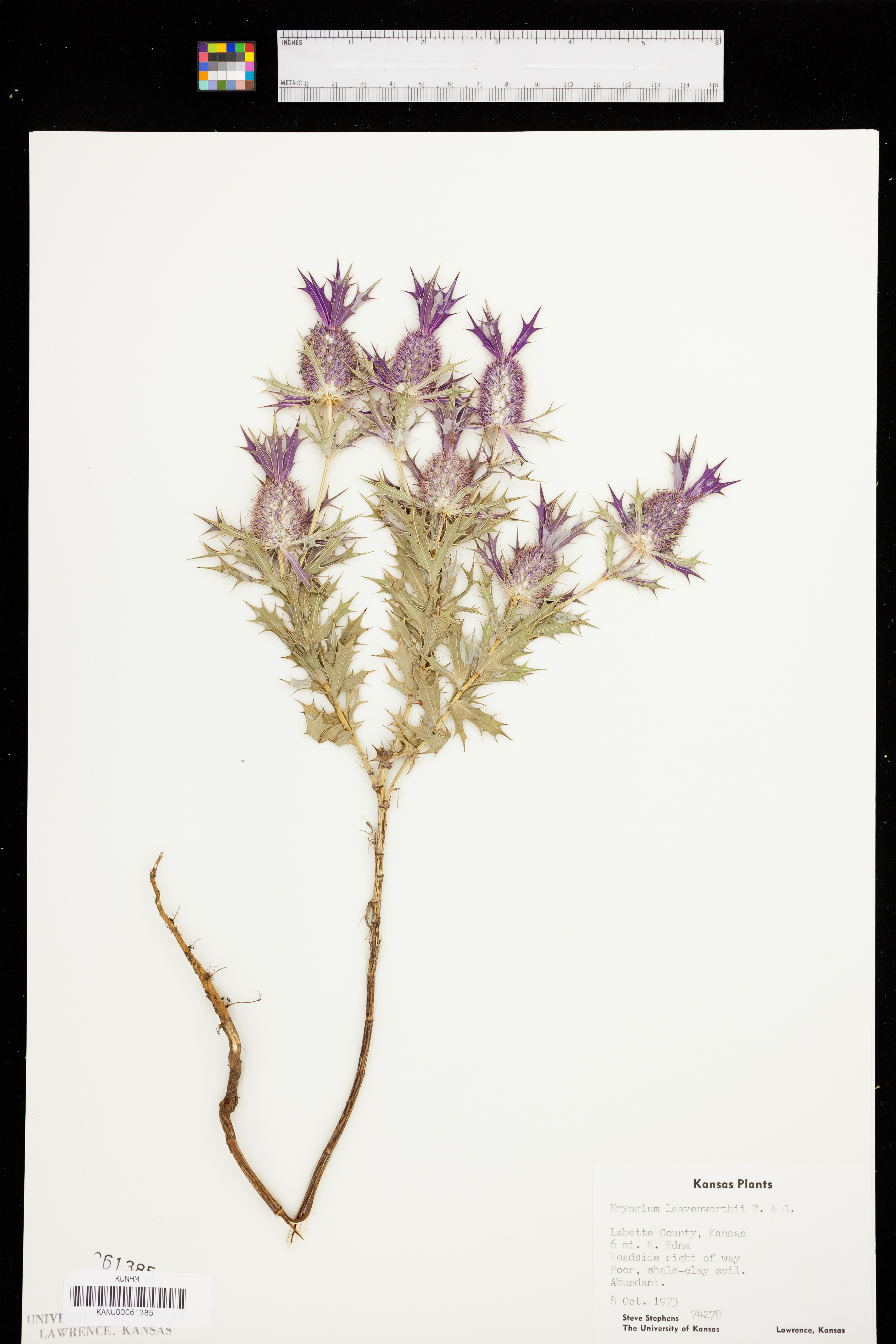 Eryngium leavenworthii image