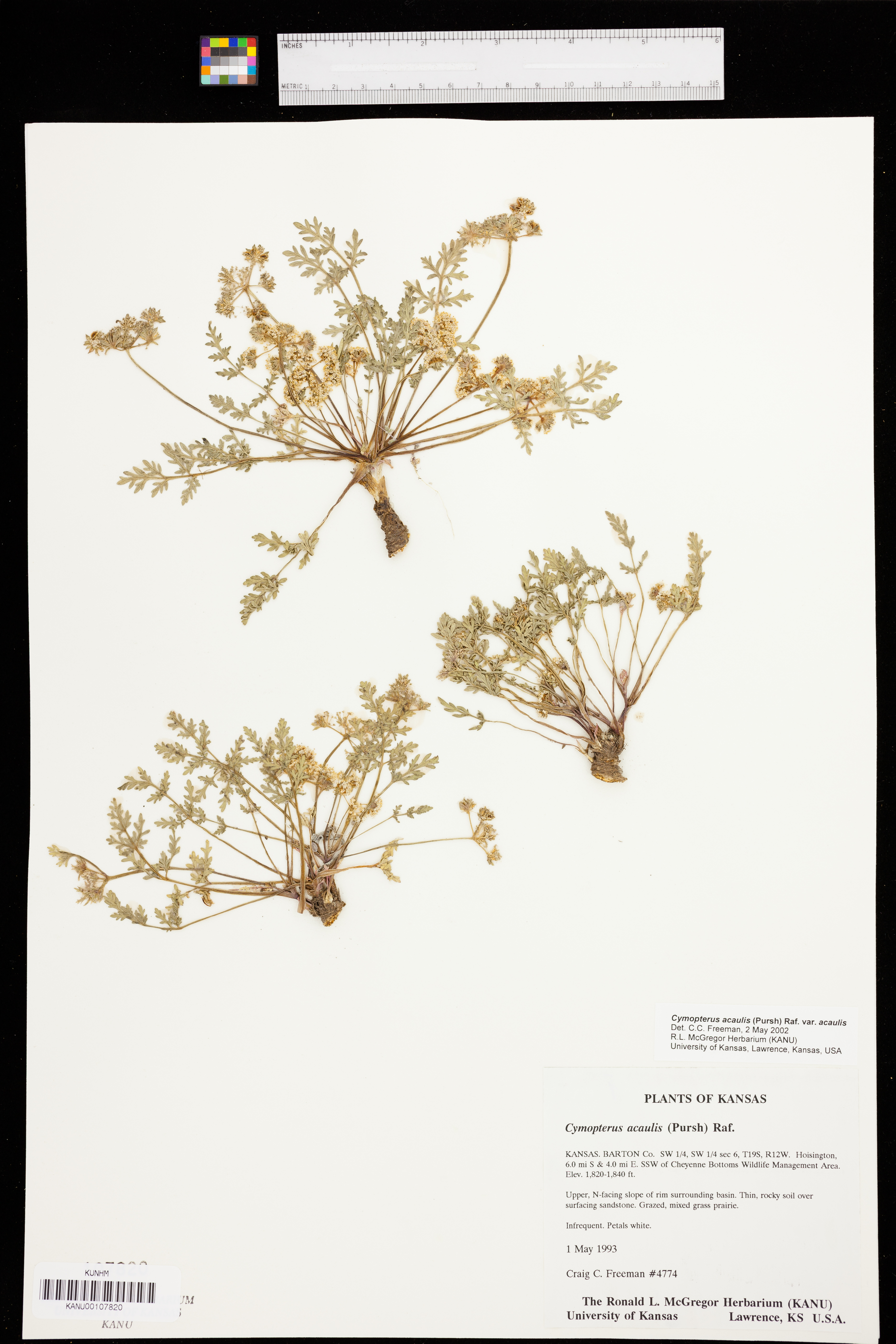 Cymopterus glomeratus var. glomeratus image