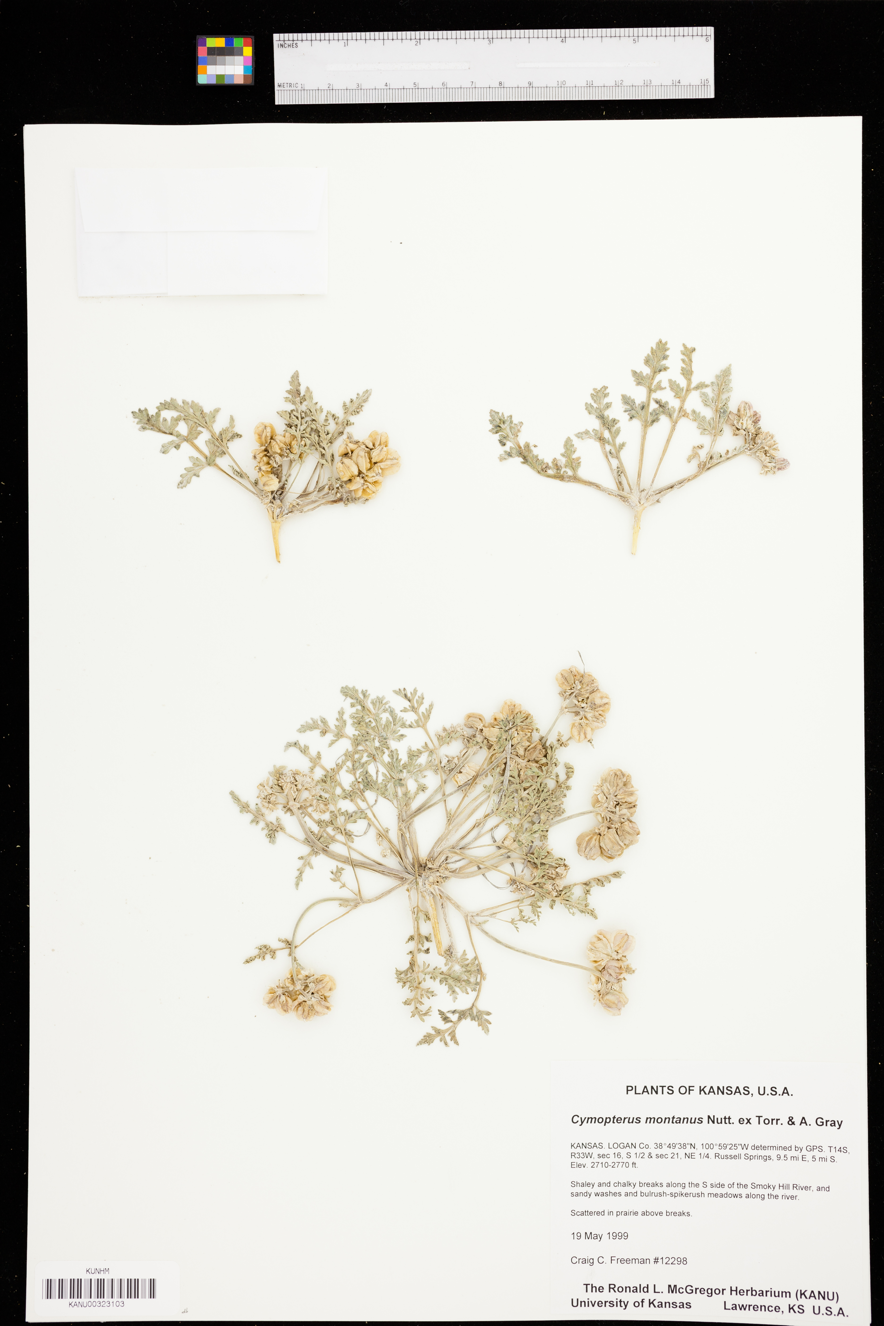 Vesper montanus image